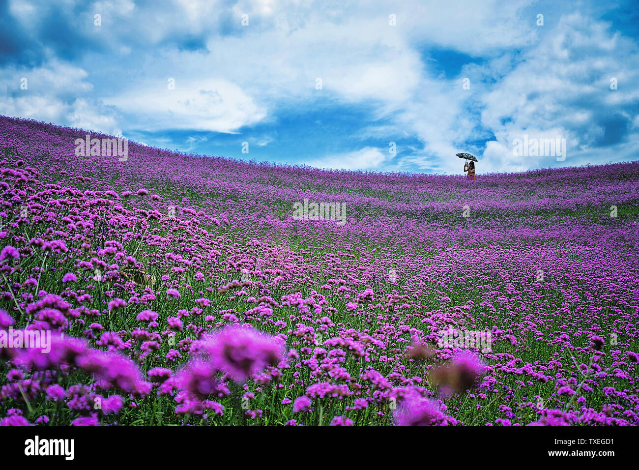 In that season when flowers bloom Stock Photo Alamy
