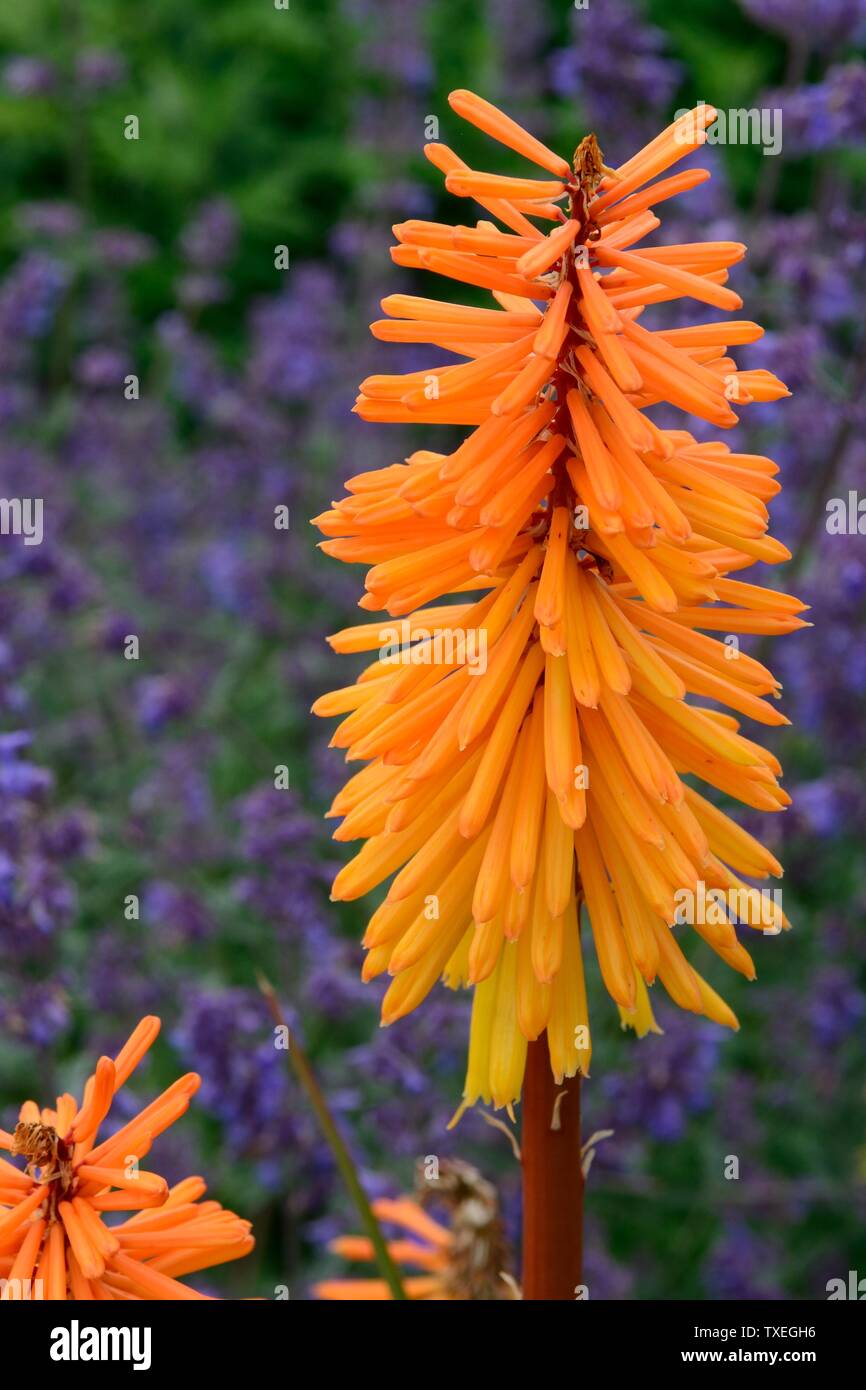 Kniohofia Bees sunset Red Hot Poker with Catnip Nepeta cataria in the background Stock Photo