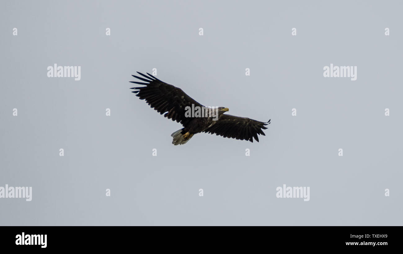 Isolated single white tail eagle soaring in the sky- Danube Delta Romania Stock Photo