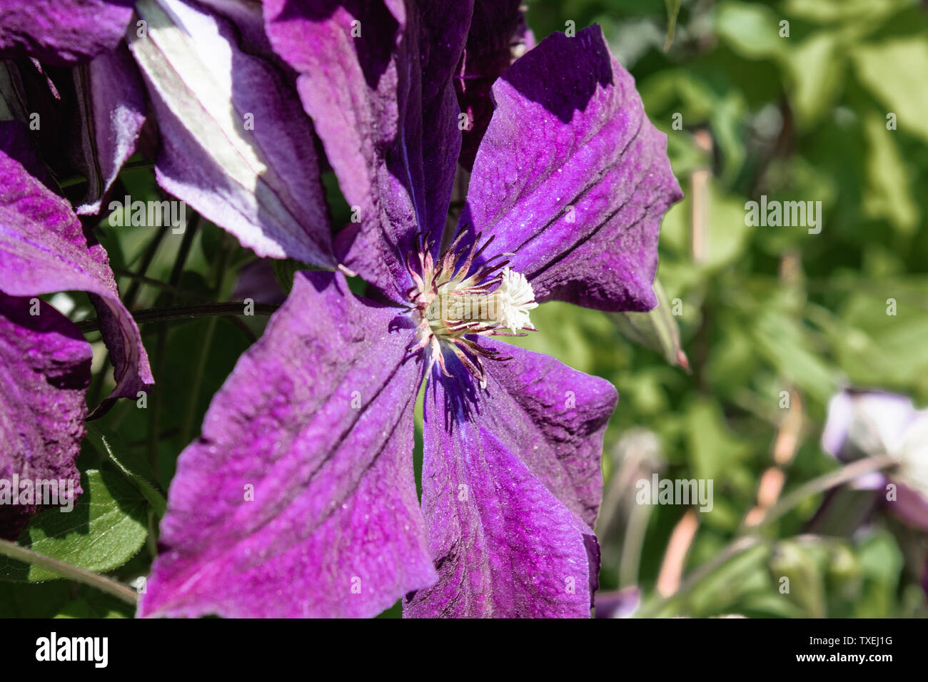 Blooming purple clematis in the garden on a background of green leaves