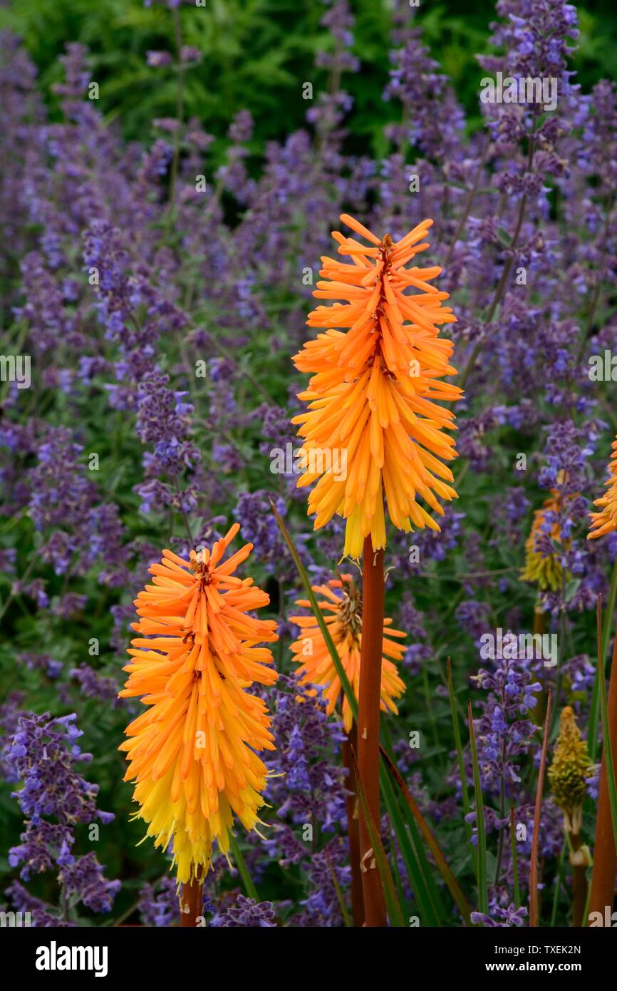 Kniphofia ‘bee’s sunset’ hi-res stock photography and images - Alamy