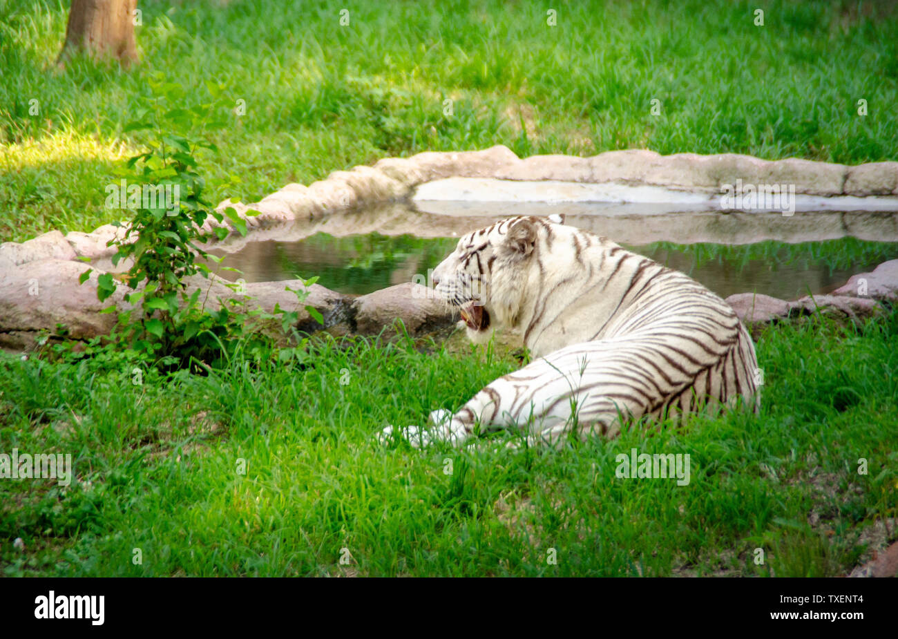 A tiger lying in the woods and roaring in the grass. Stock Photo