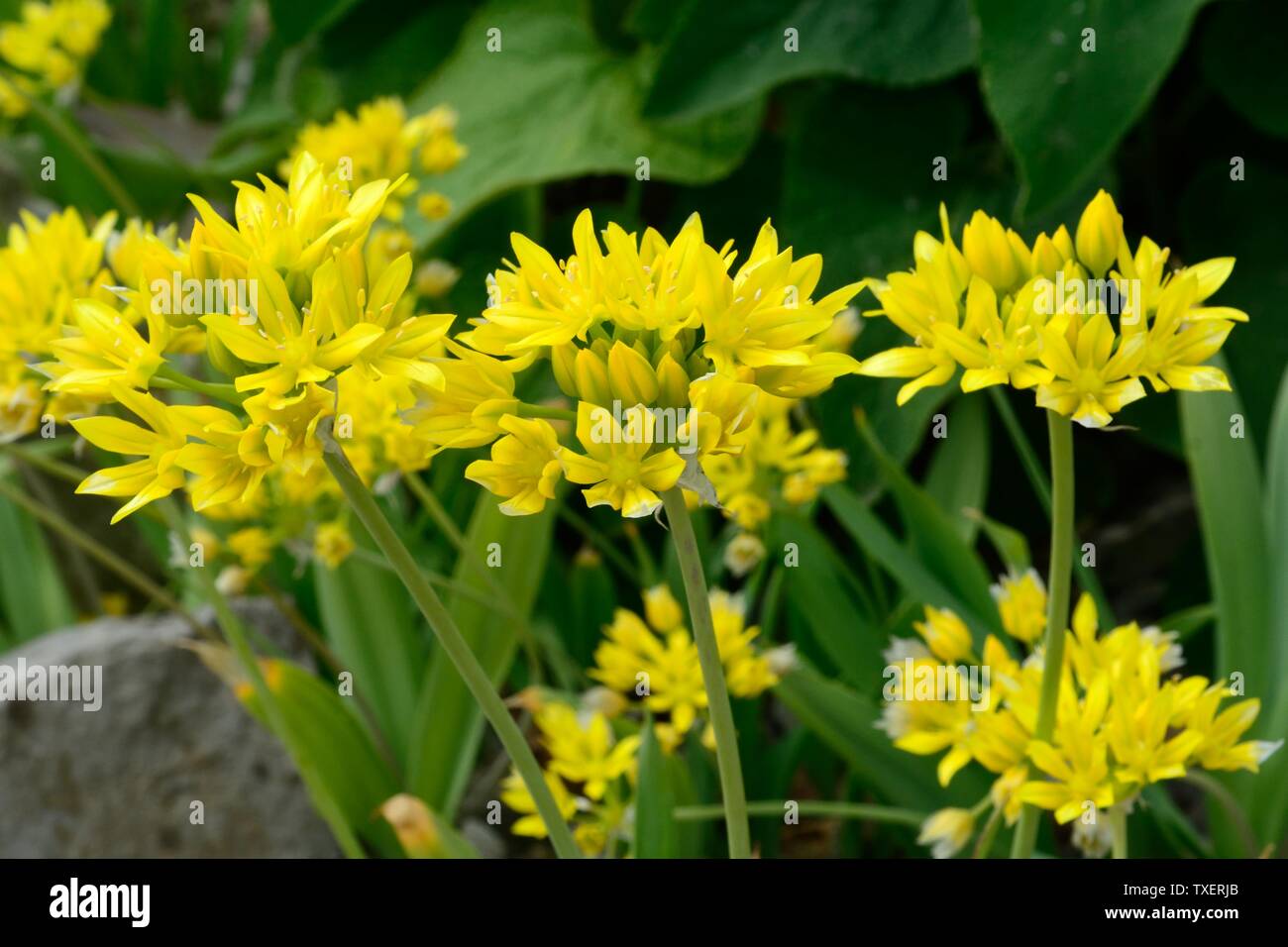 Allium moly Jeannine yellow garlic flowers ornamental onion Stock Photo