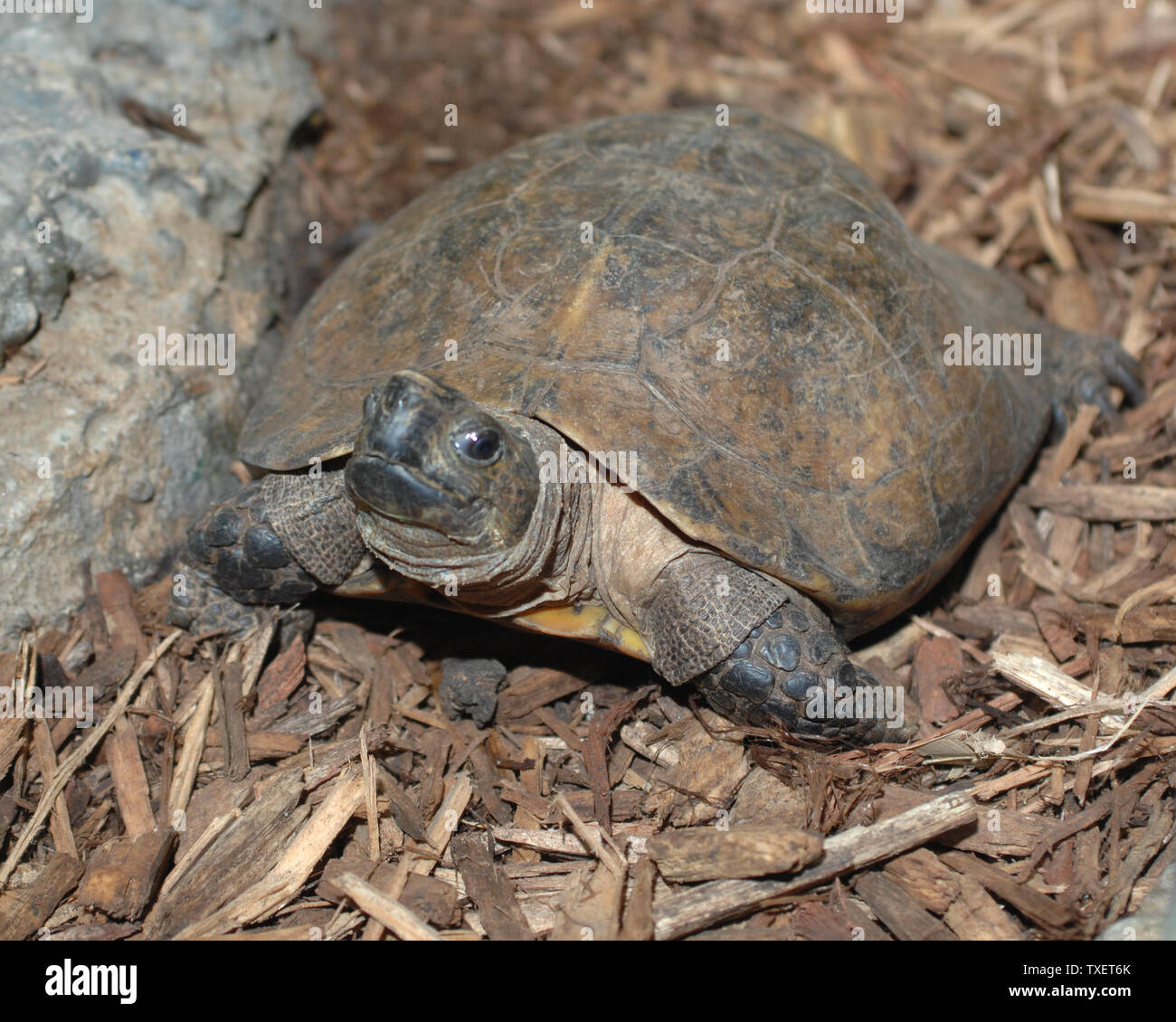 This female Arakan forest turtle, that produced four eggs in January 2007, is the mother of a seven-day old baby turtle hatched at Zoo Atlanta, the only facility in the world to successfully breed the species, is on display in the  zoo's House of Reptiles in Atlanta on May 1, 2007. Once believed to be extinct for almost 100 years, the turtles were found in the mid-90s in Asian food markets. Only 12 specimens, in four institutions, exist in North America. While two hatchlings have not survived in recent days, the fourth egg is in incubation and expected to hatch soon. (UPI Photo/John Dickerson) Stock Photo