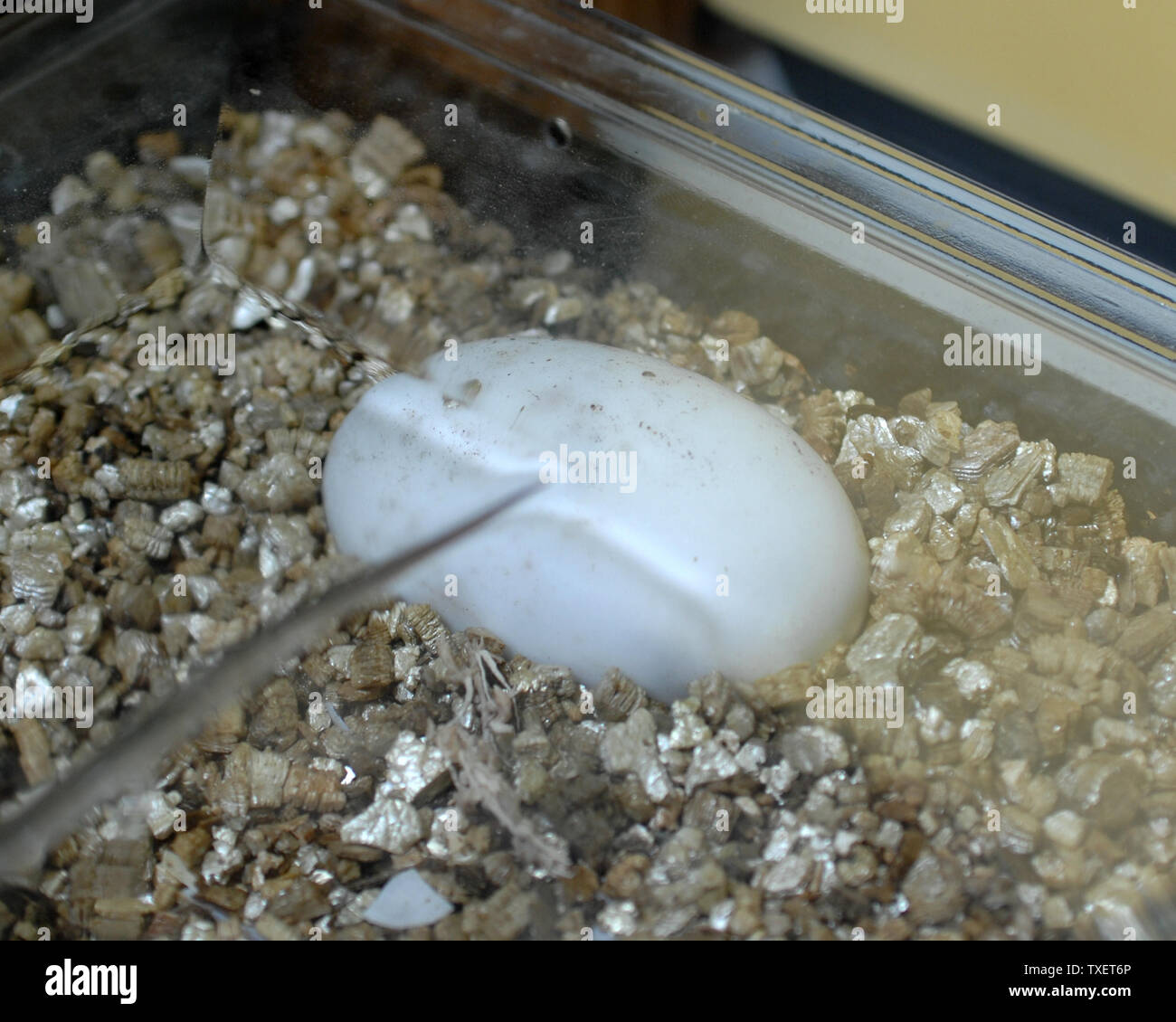 leopard gecko eggs dented