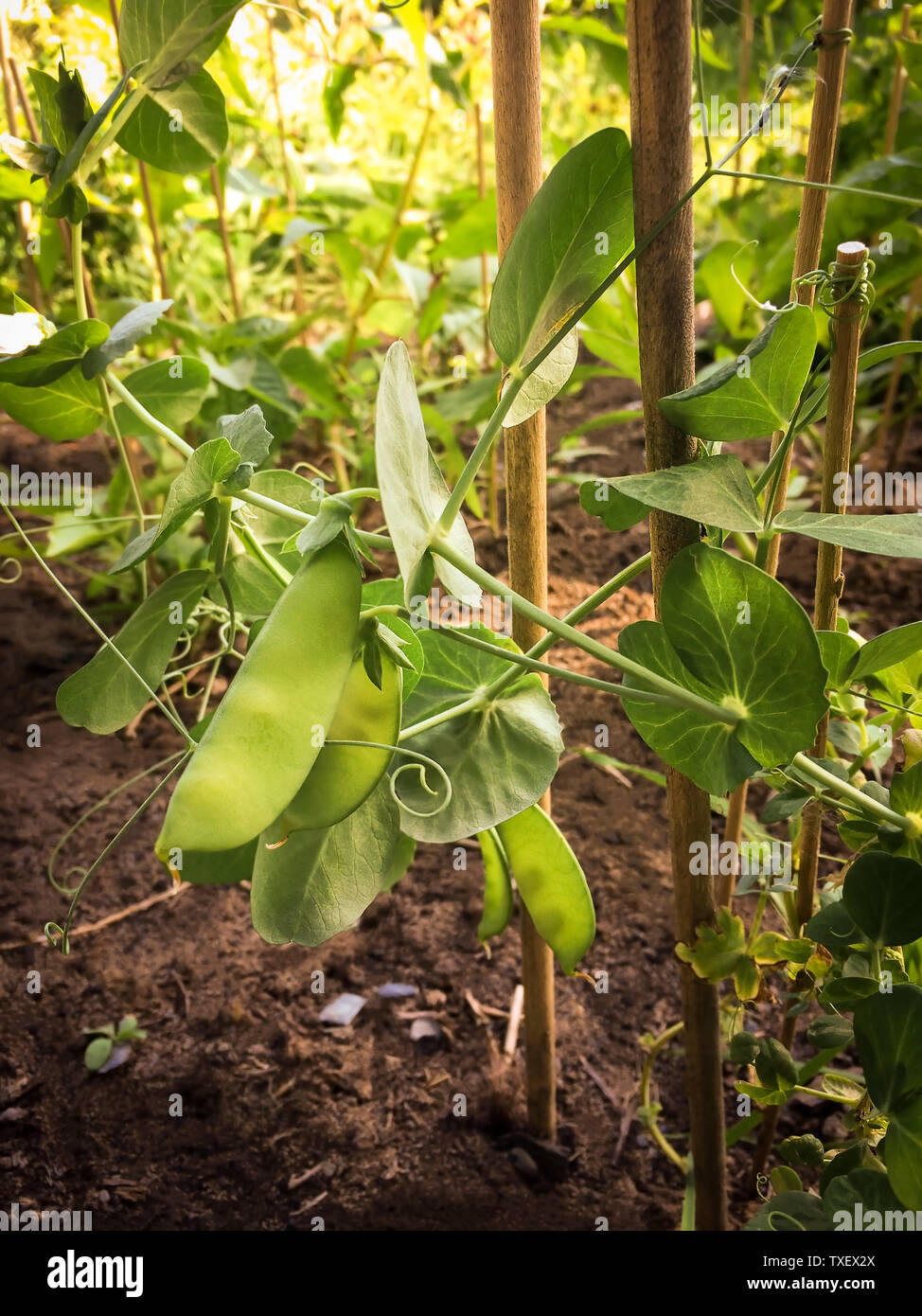 Closeup of ripe fresh and green Snow peas ready for harvest climbing up planting sticks in natural homegrown self-sufficient vegetable garden Stock Photo