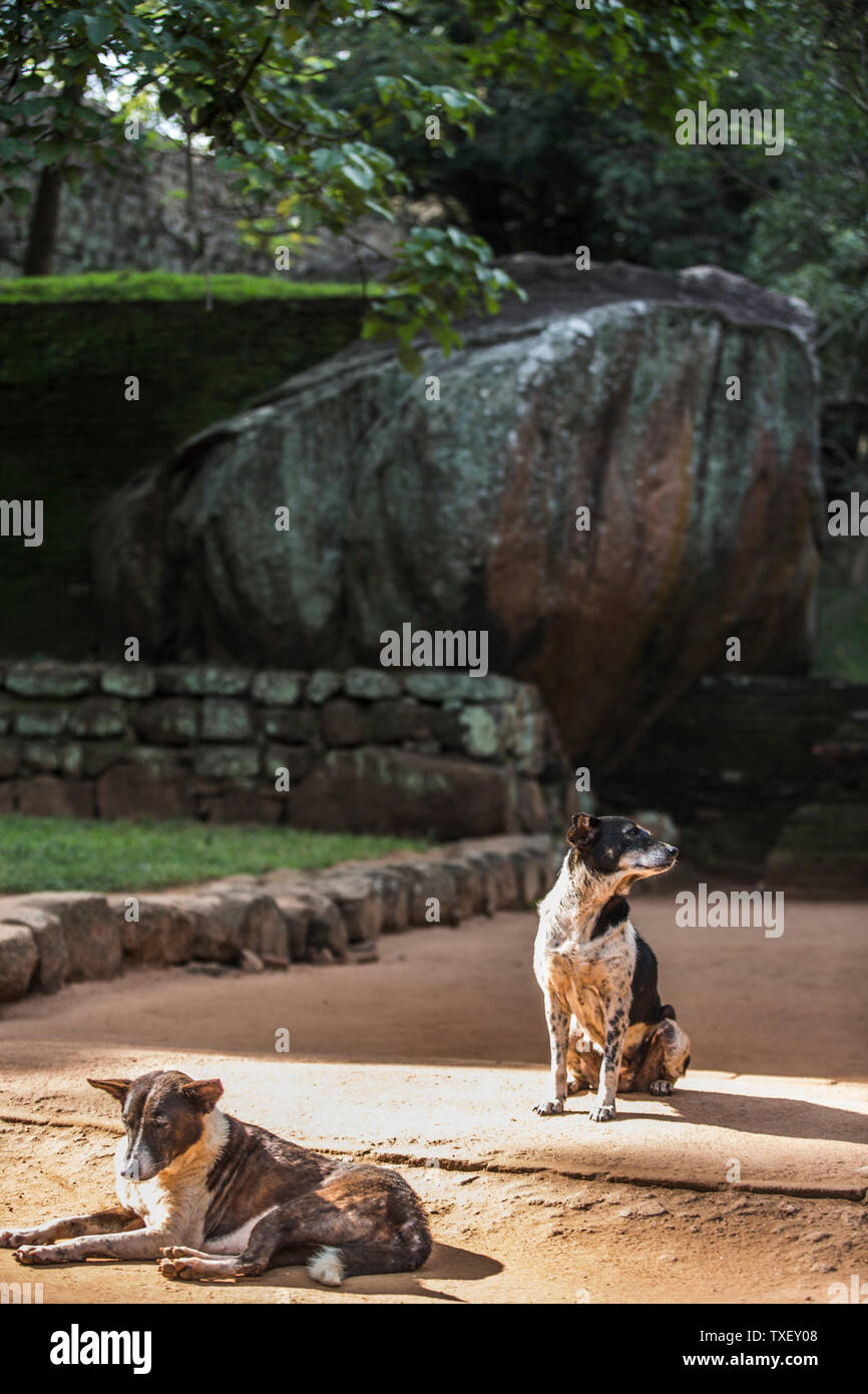 Why Do Dogs Bark At Rocks