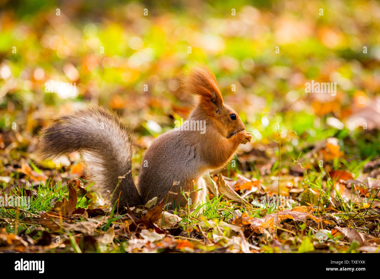 Squirrel in autumn park forest. Squirrel with nuts in autumn forest park scene. Autumn squirrel portrait. Squirrel in autumn park view Stock Photo