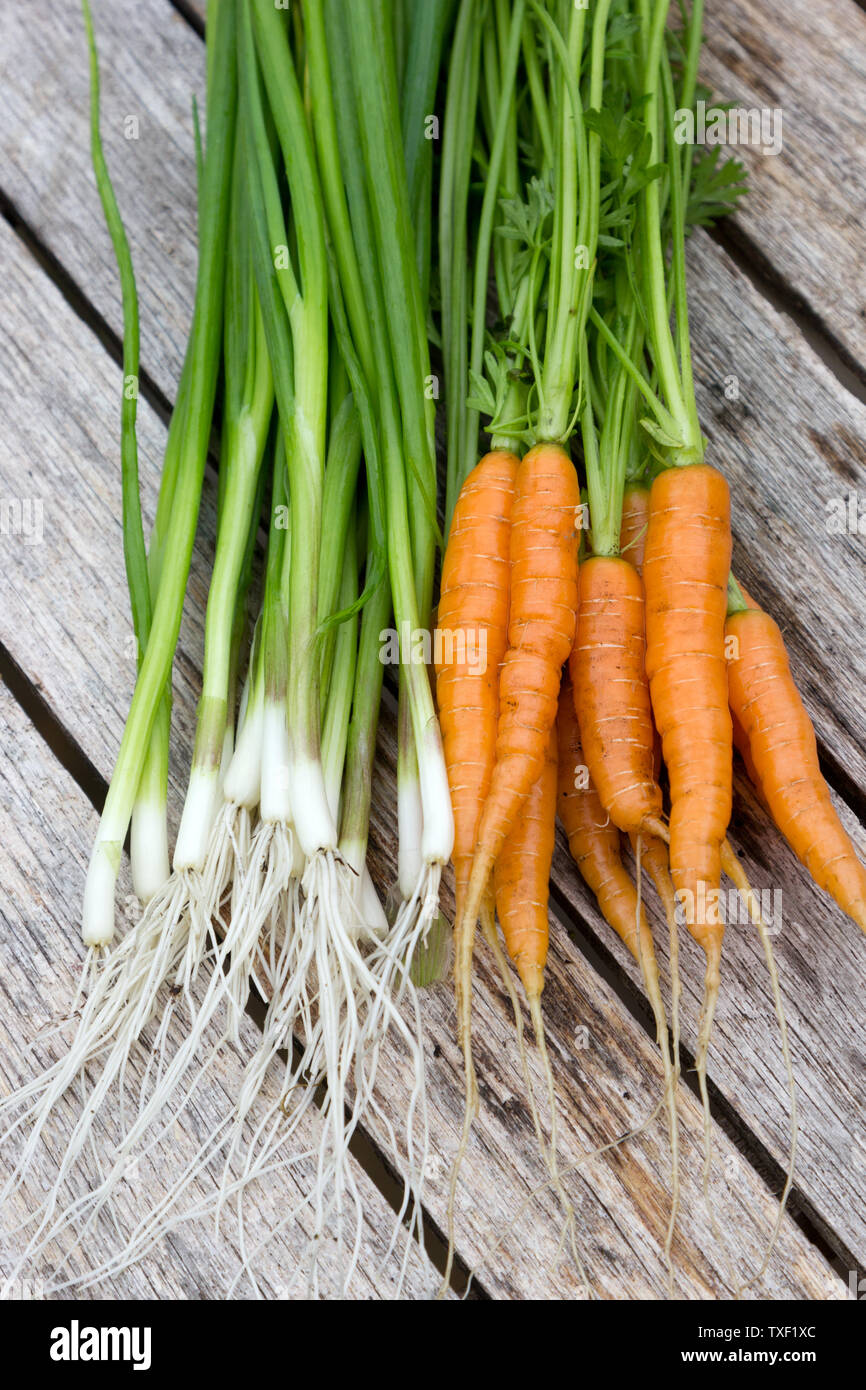 Baby carrots and salad onions on a table top Stock Photo