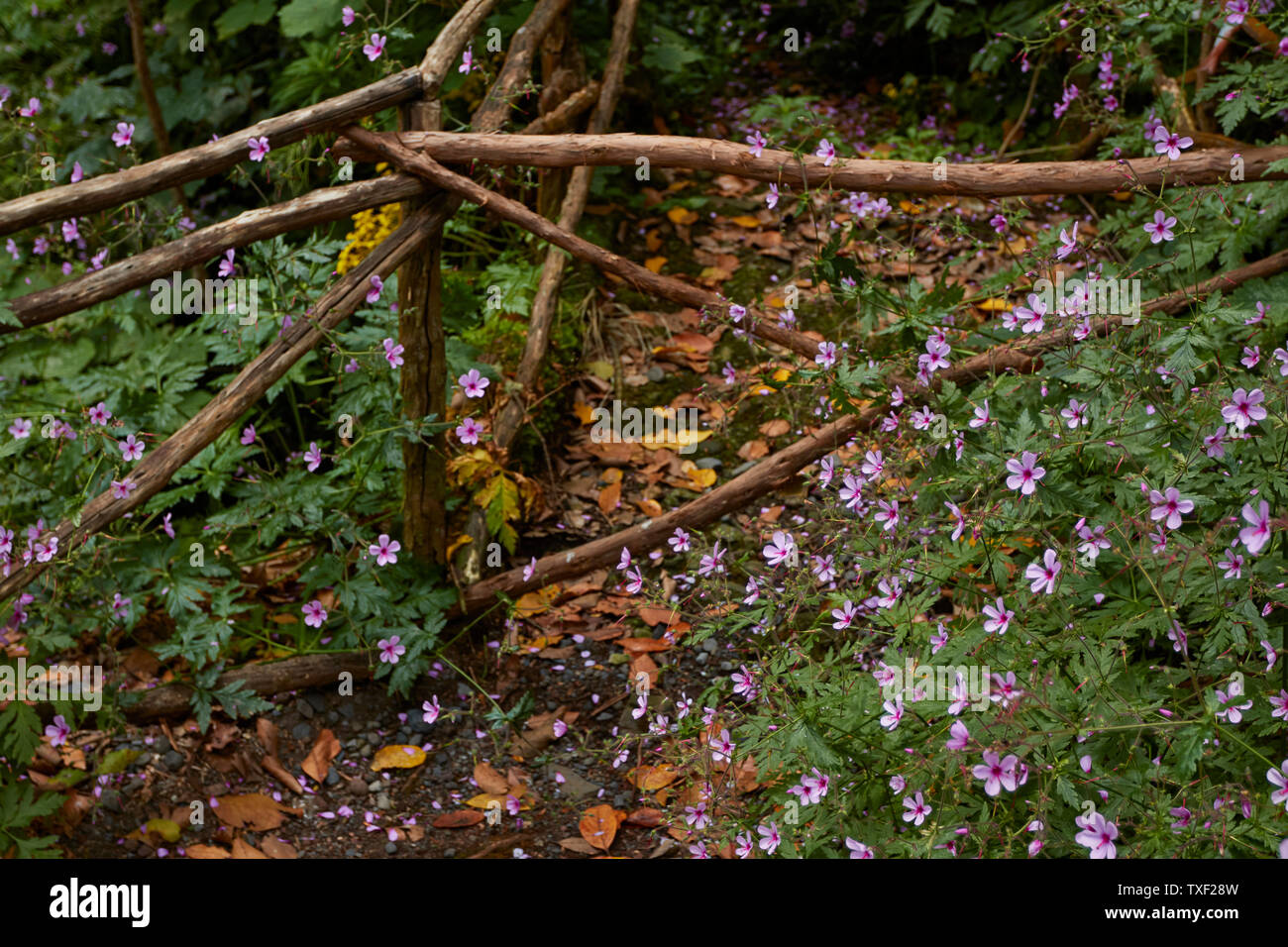Abstract landscape of flowers and twigs at Ribeiro Frio, Funchal, Madeira, Portugal Stock Photo
