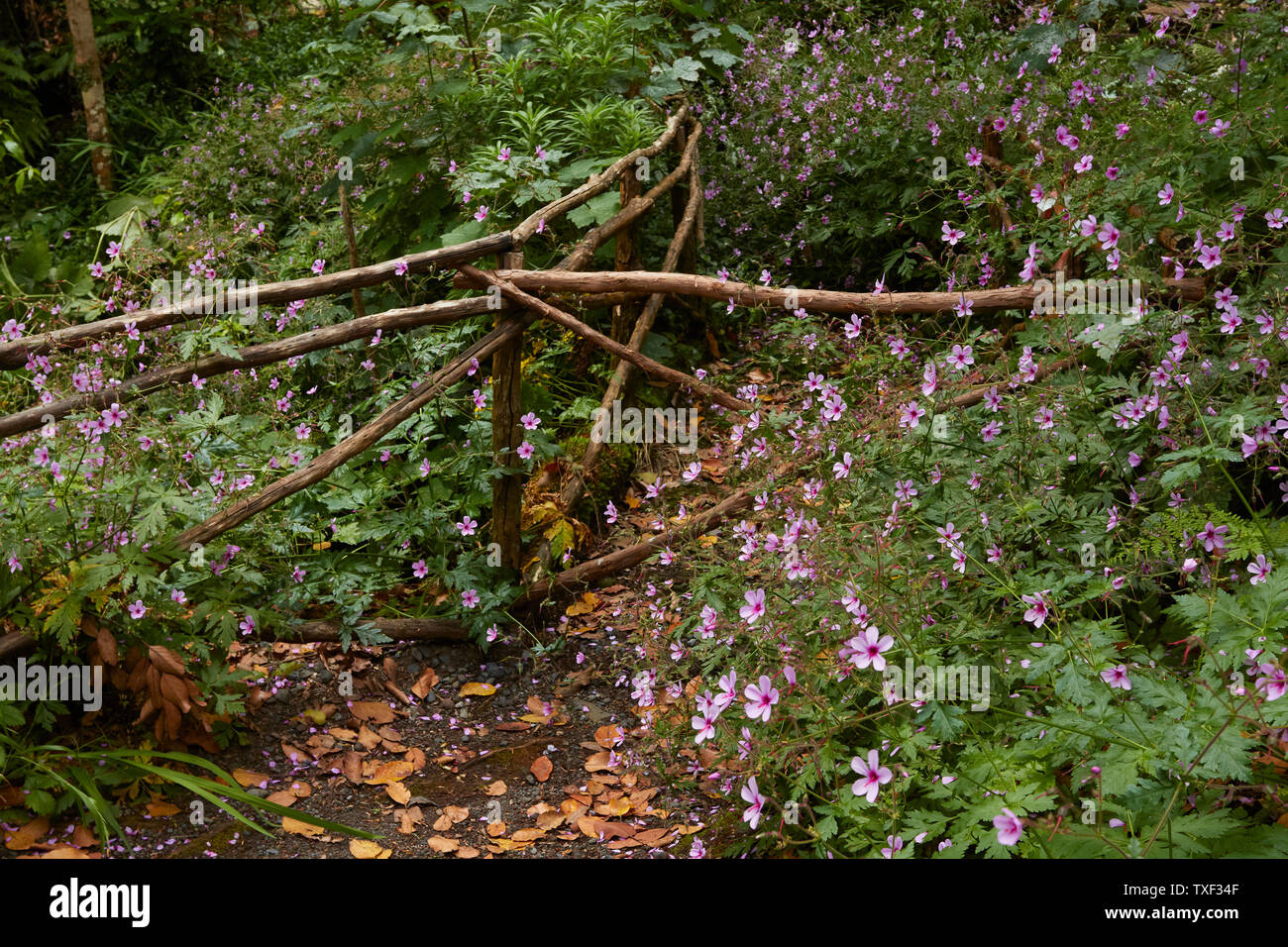 Wildflowers in the Ribeiro Frio village area of Madeira, Portugal Stock Photo