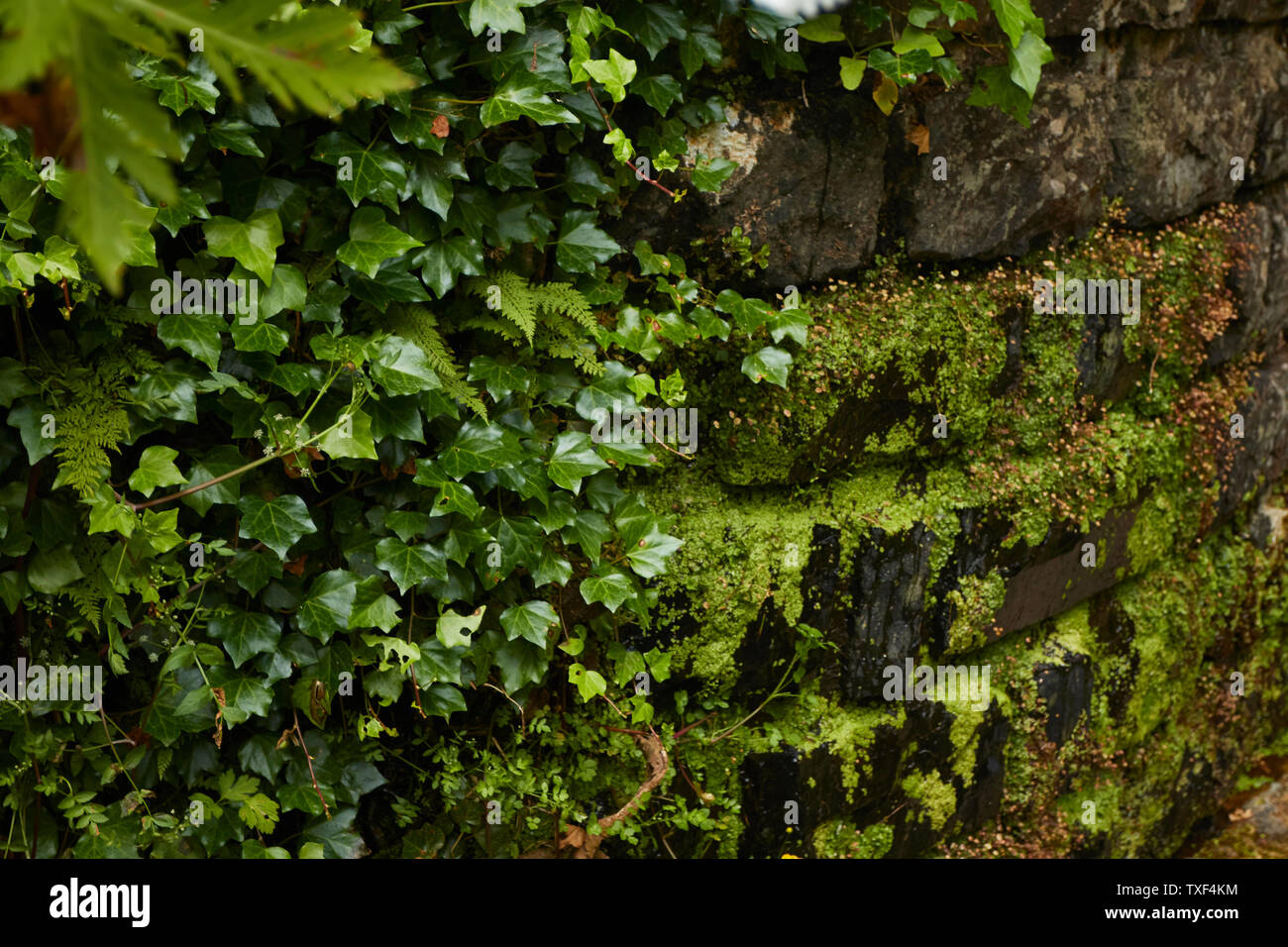 Wildflowers in the Ribeiro Frio village area of Madeira, Portugal Stock Photo