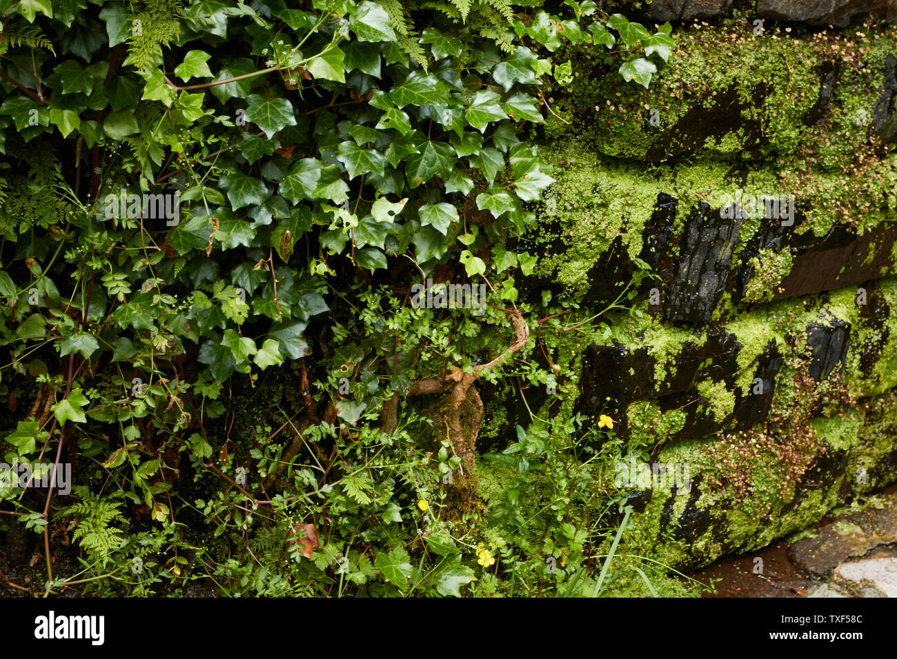 Wildflowers in the Ribeiro Frio village area of Madeira, Portugal Stock Photo