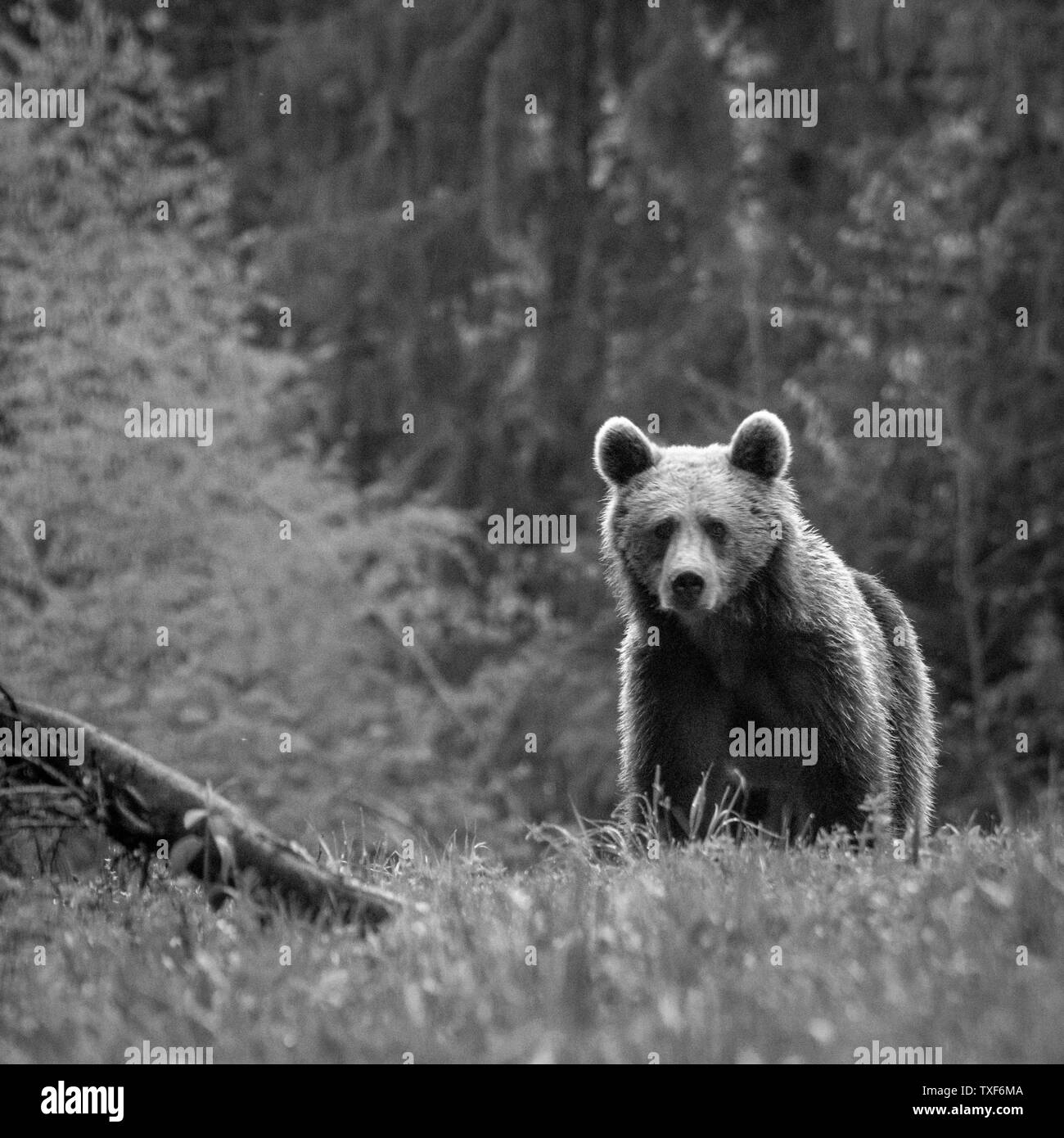 Young brown bear in the wild- Romania Stock Photo