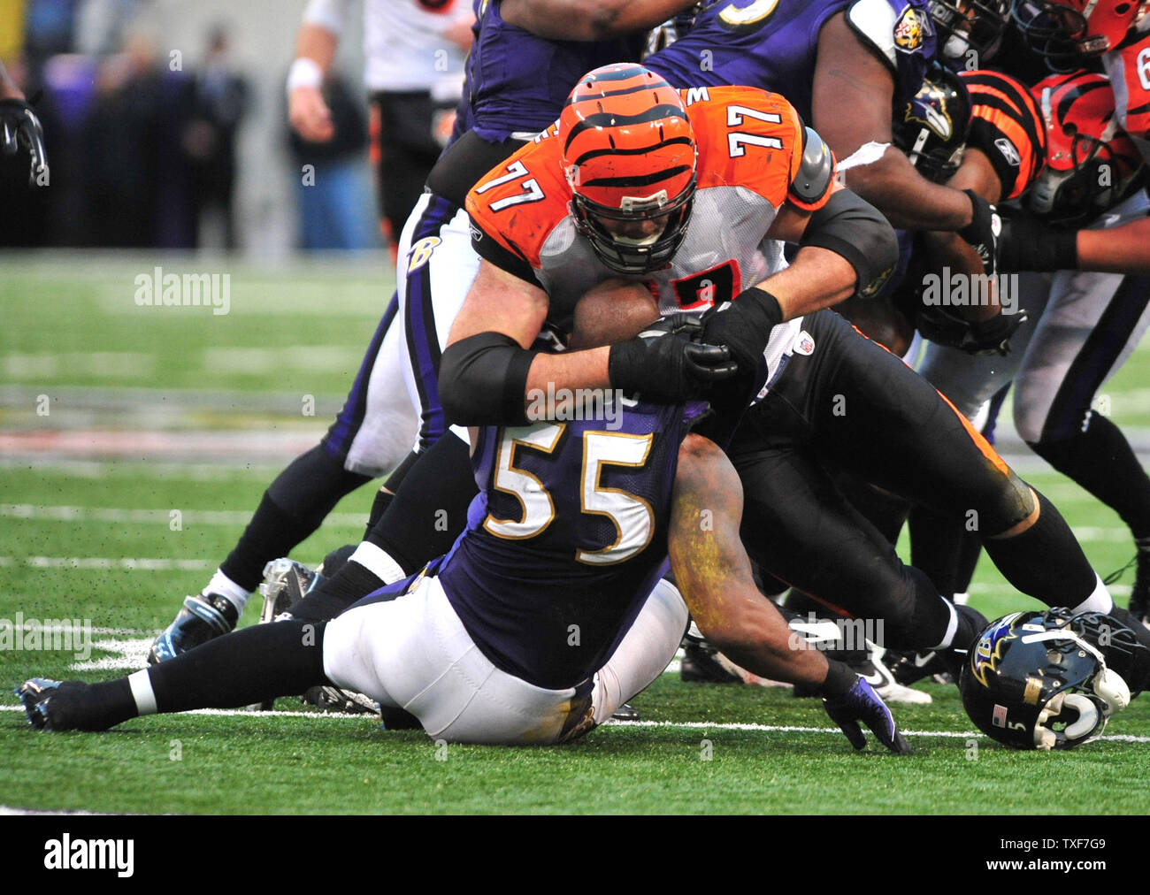 Bengals ravens hi-res stock photography and images - Alamy