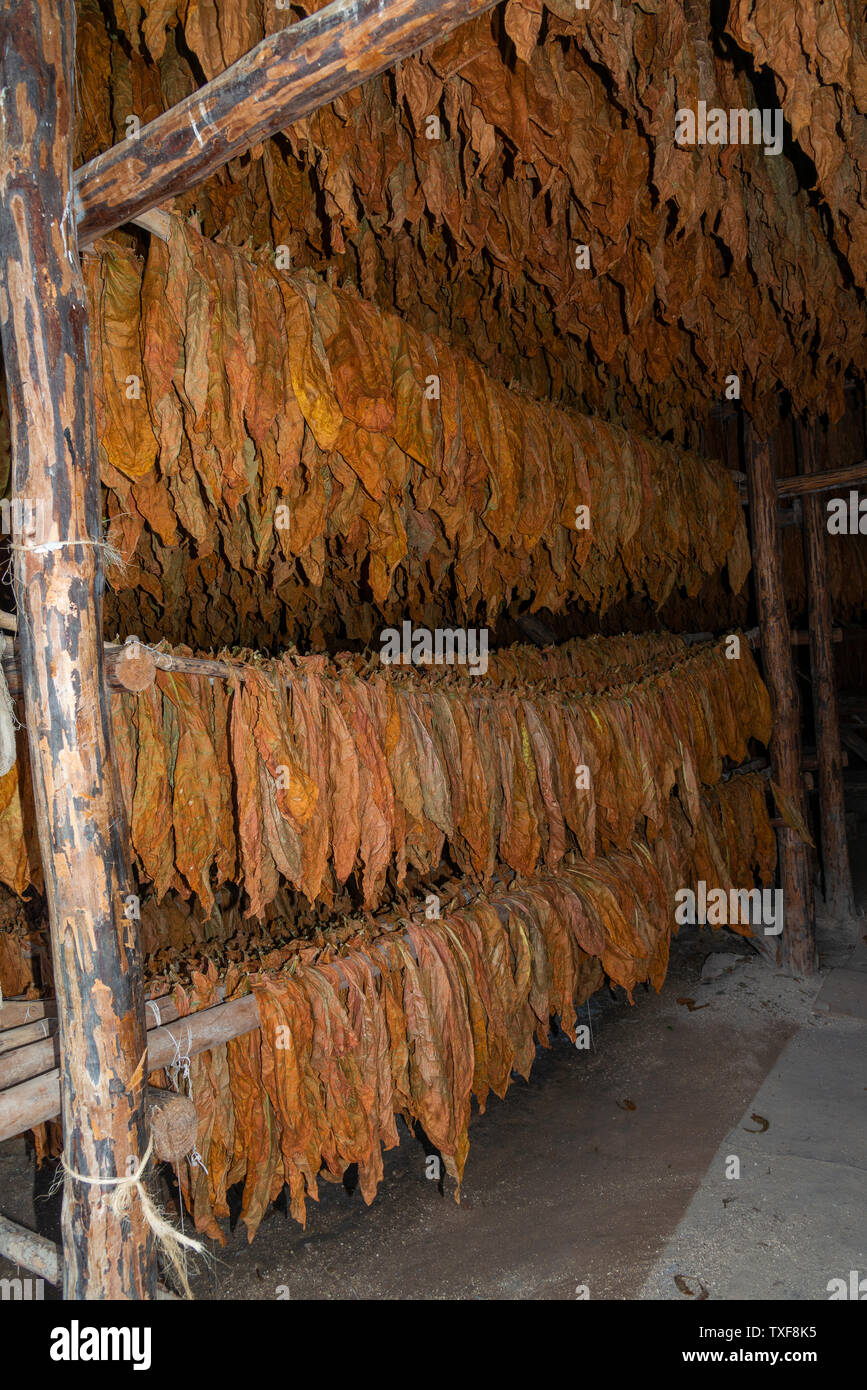 Drying shed full of tobacco leaves being dried in the rural village of San Juan y Martinez, Pinar del Rio Province, Cuba Stock Photo