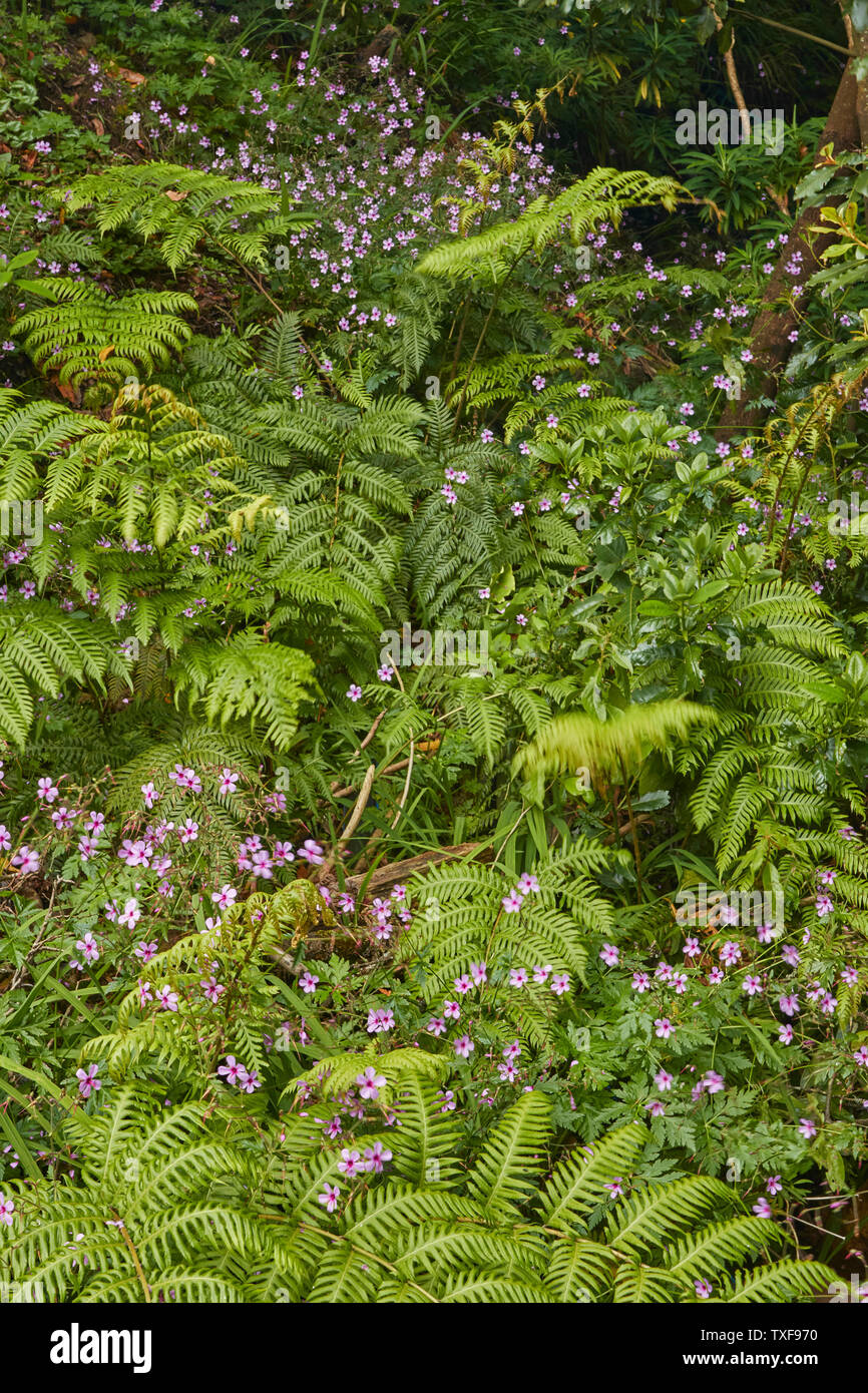Wildflowers in the Ribeiro Frio village area of Madeira, Portugal Stock Photo