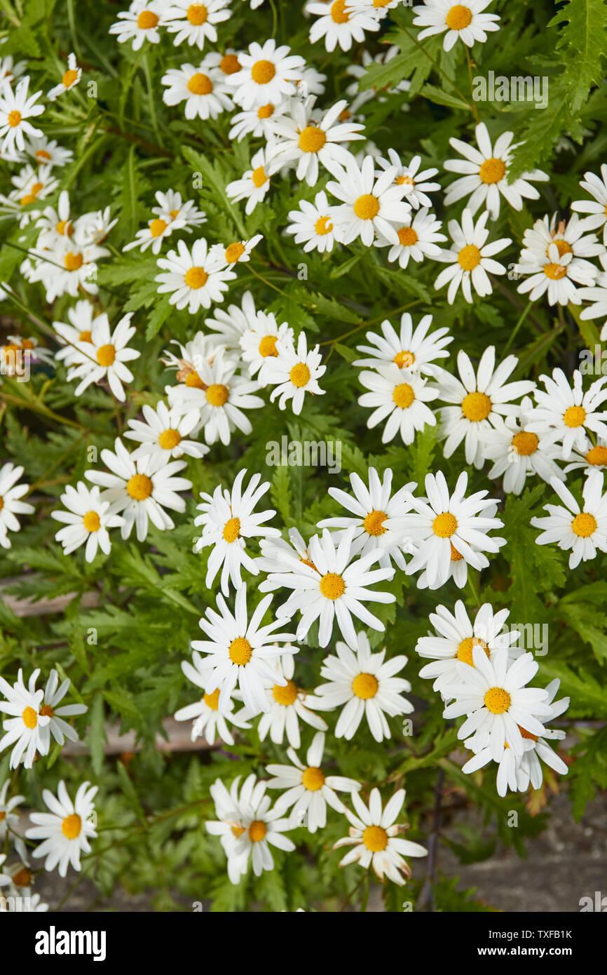 Wildflowers in the Ribeiro Frio village area of Madeira, Portugal Stock Photo