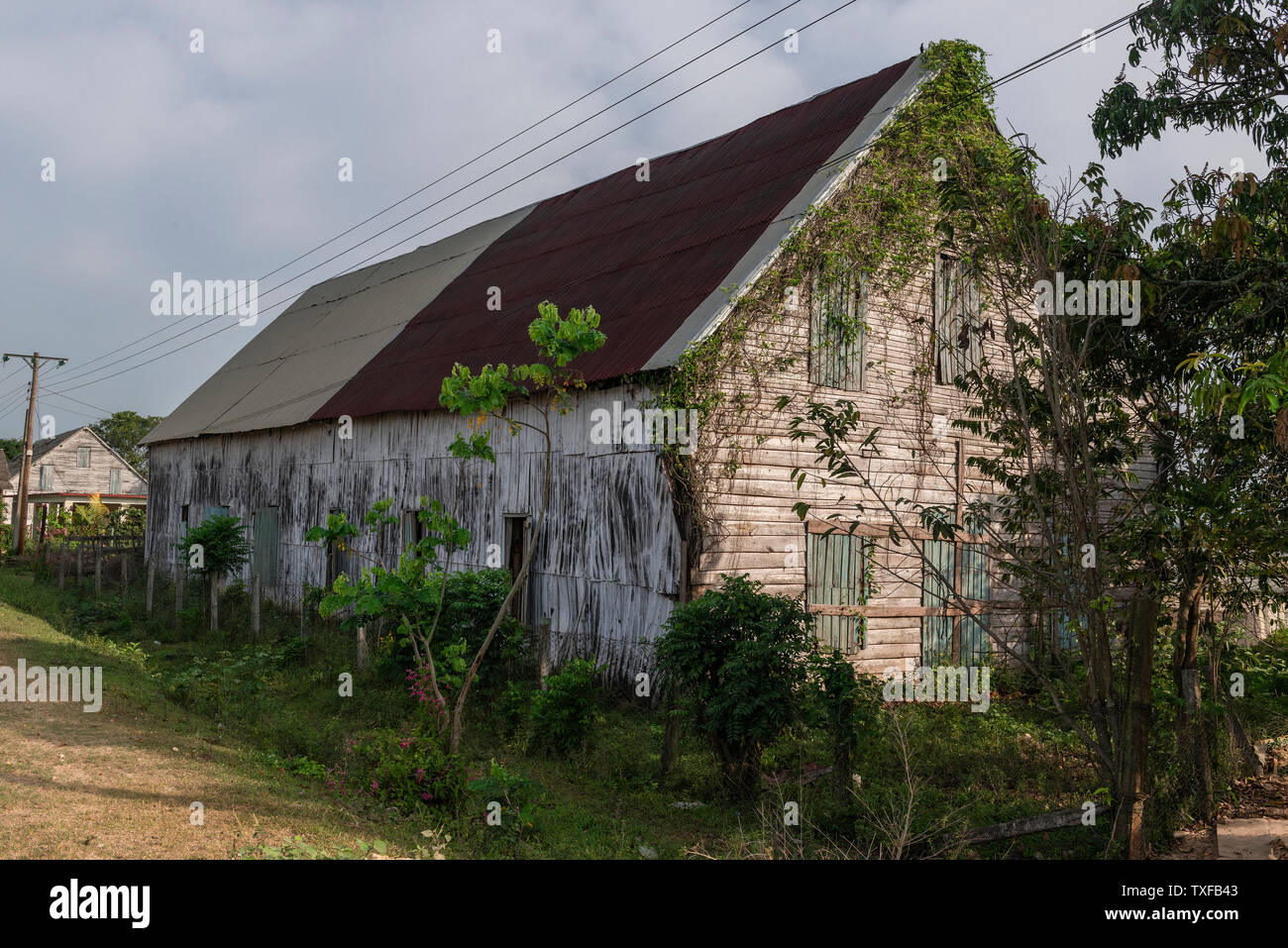 Tobacco drying shed  in the rural village of San Juan y Martinez, Pinar del Rio Province, Cuba Stock Photo