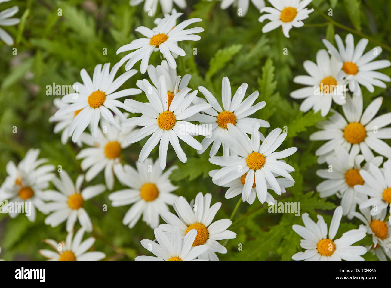 Wildflowers in the Ribeiro Frio village area of Madeira, Portugal Stock Photo