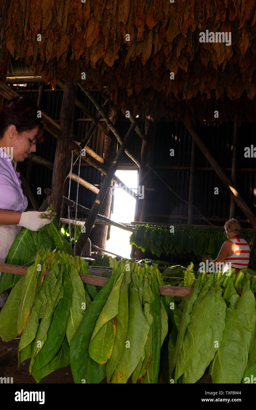 Tobacco drying racks hires stock photography and images Alamy