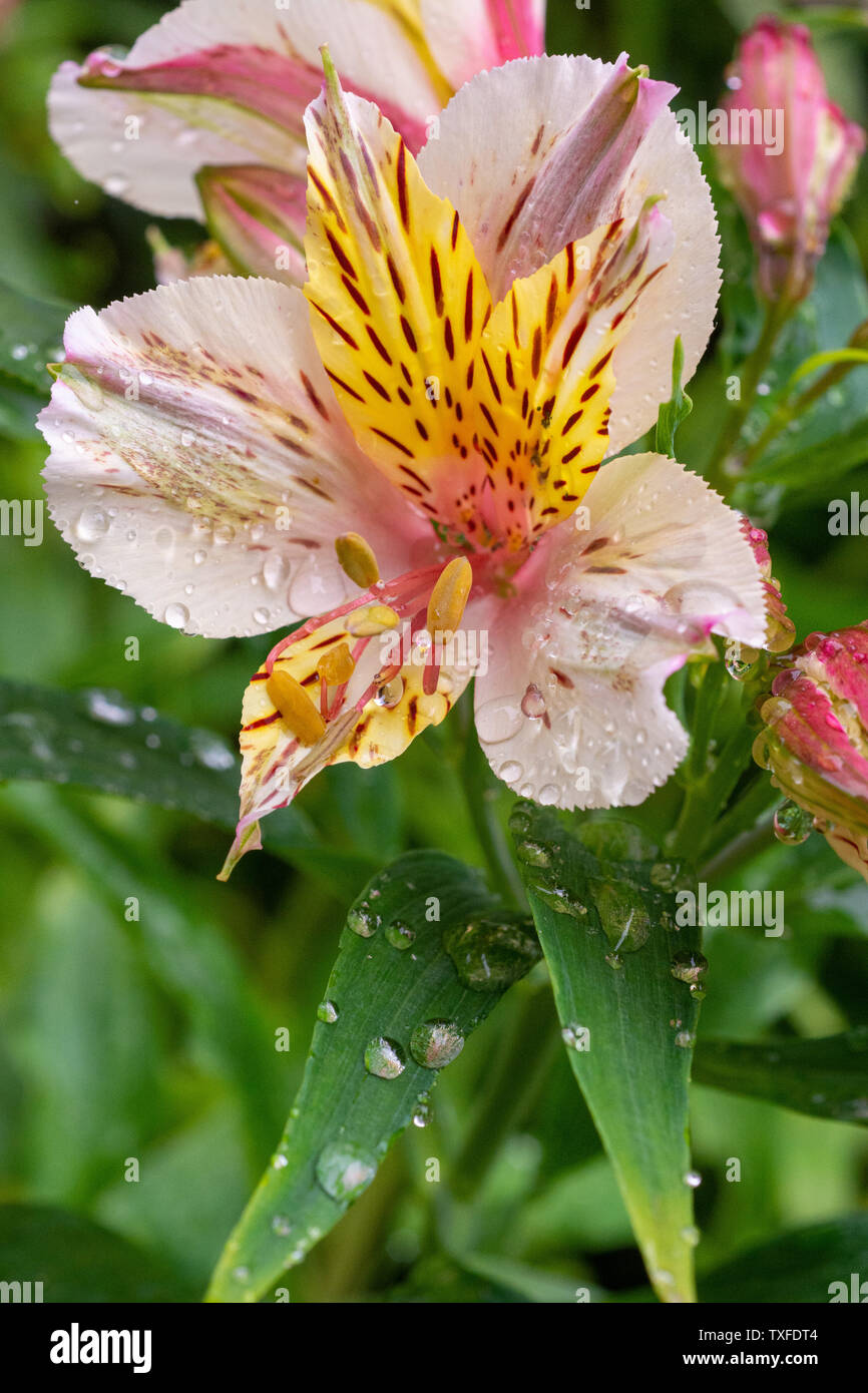 Open alstroemeria peruvian lily tricolour flower with water droplets after rain Stock Photo