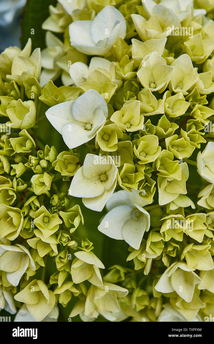 Very close-up nature flower portrait of Hydranger petals, Santana ...