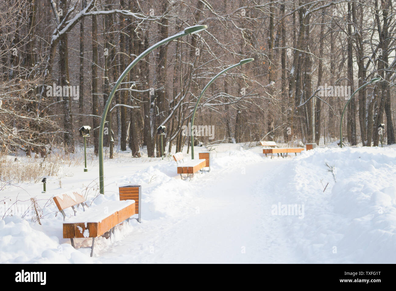 Snow-covered trees and benches in the city park. winter Stock Photo - Alamy