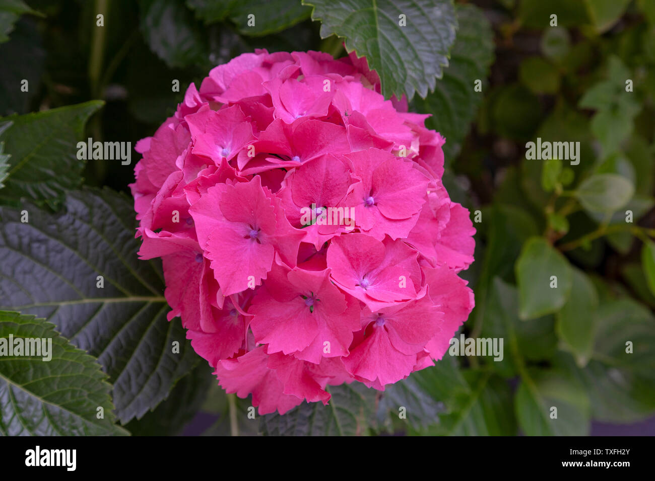 A dark pink flower of the hydrangea macrophylla known as 'Sibylla'. This  compact shrub is hardy and floriferous. Fleur rose foncé d 'hortensia. Stock Photo
