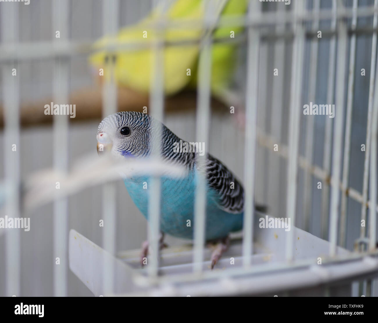 Love birds cage hires stock photography and images Alamy