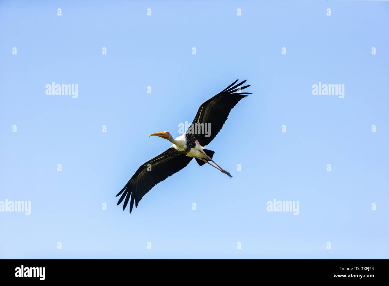 Colorful Storks The colorful stork that survives in the swamps of Sri Lanka Stock Photo ...