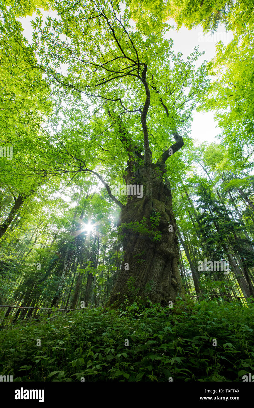 The majestic 400 year old Miraglia chestnut tree in Camaldoli town ...