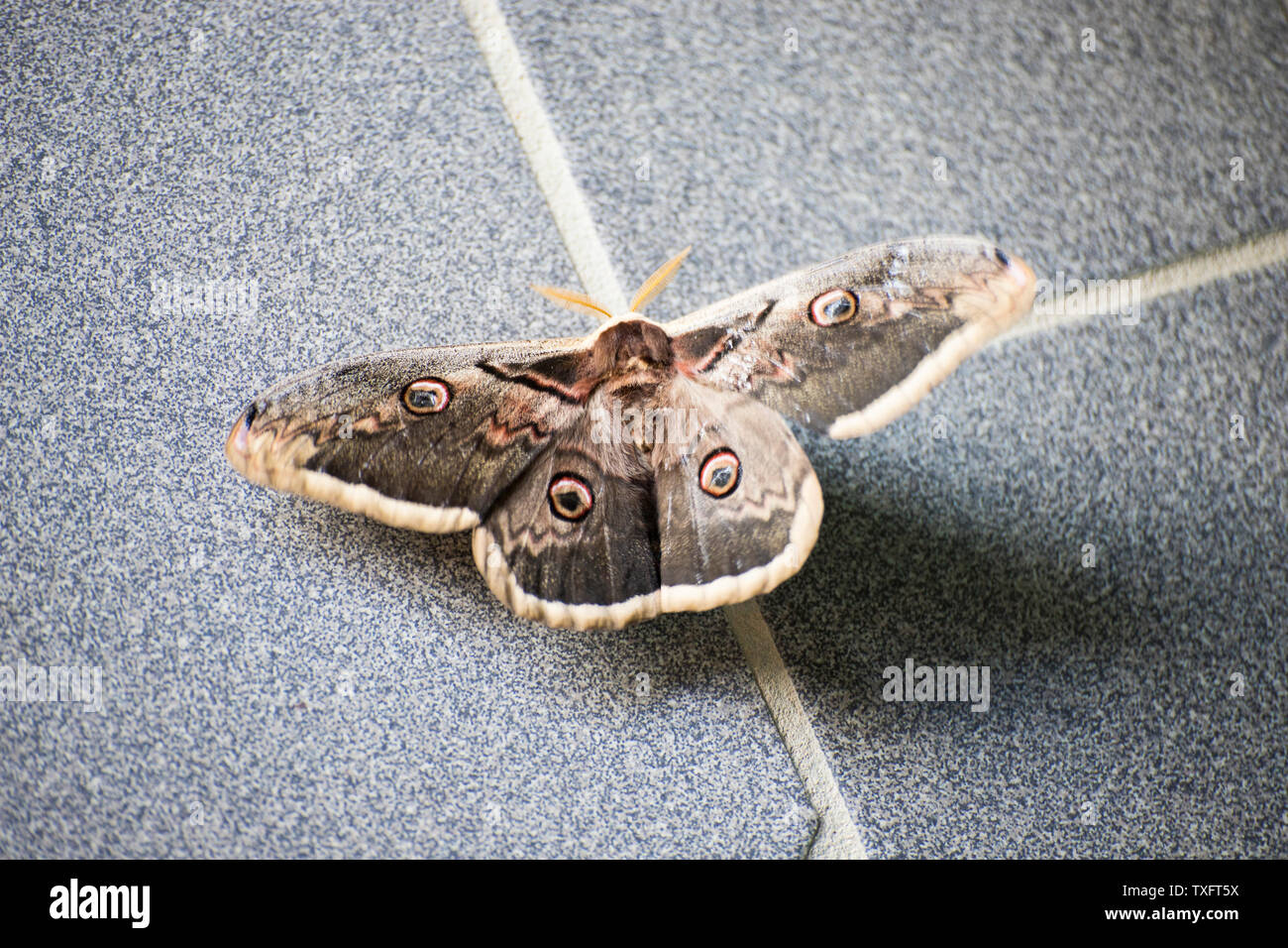 Saturnia pyri or peackock moth, the largest european moth, on grey artificial floor. Tuscany, Italy. Stock Photo