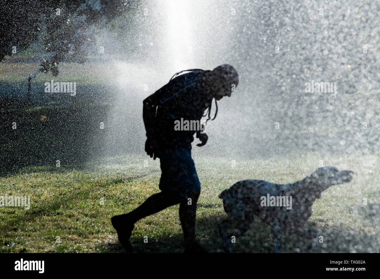 Berlin, Germany. 25th June, 2019. A man and a dog run under the water fountain of a lawn sprinkler in the zoo. Credit: Paul Zinken/dpa/Alamy Live News Stock Photo