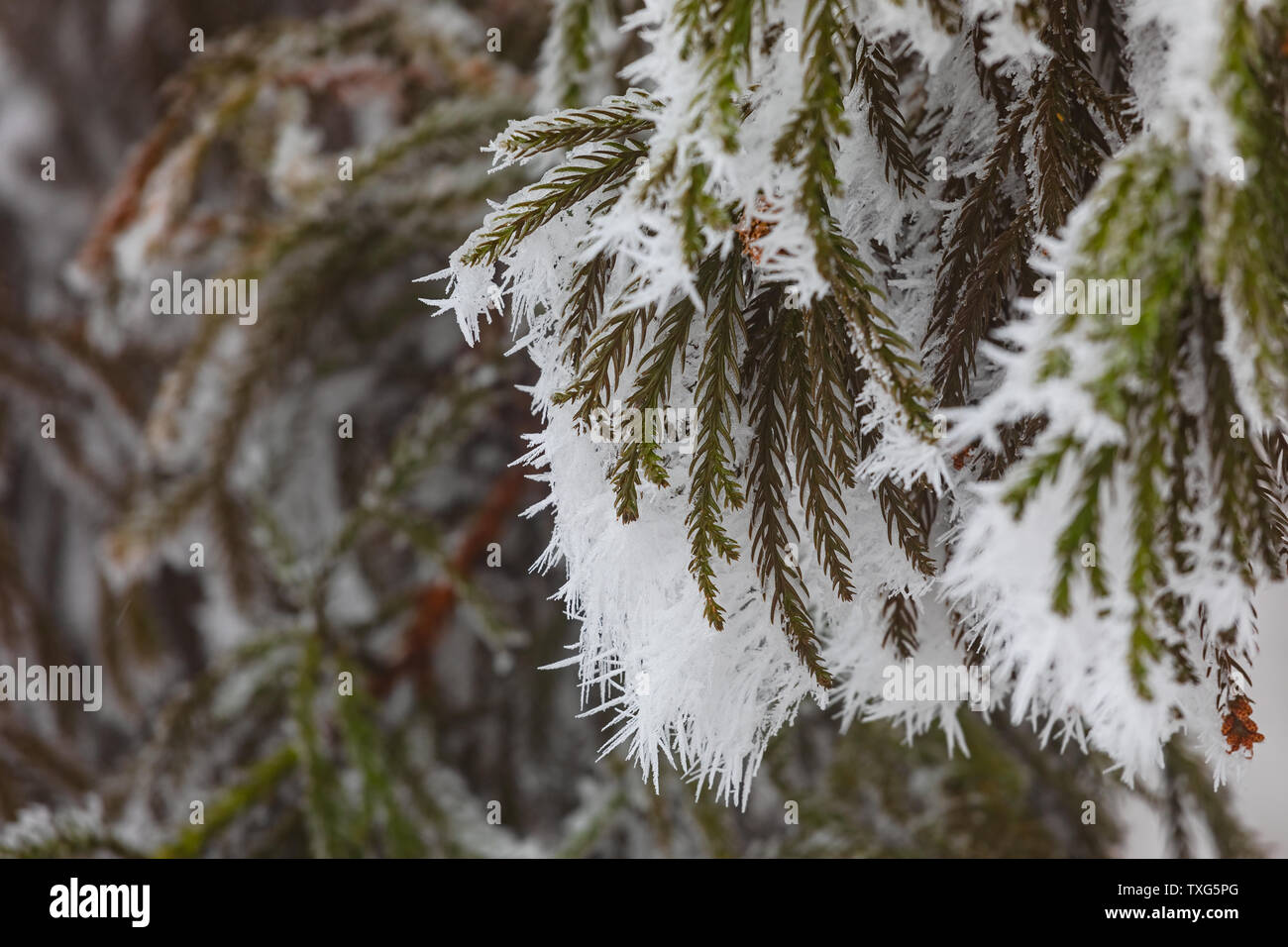 A pine needle covered with ice spines in winter Stock Photo - Alamy