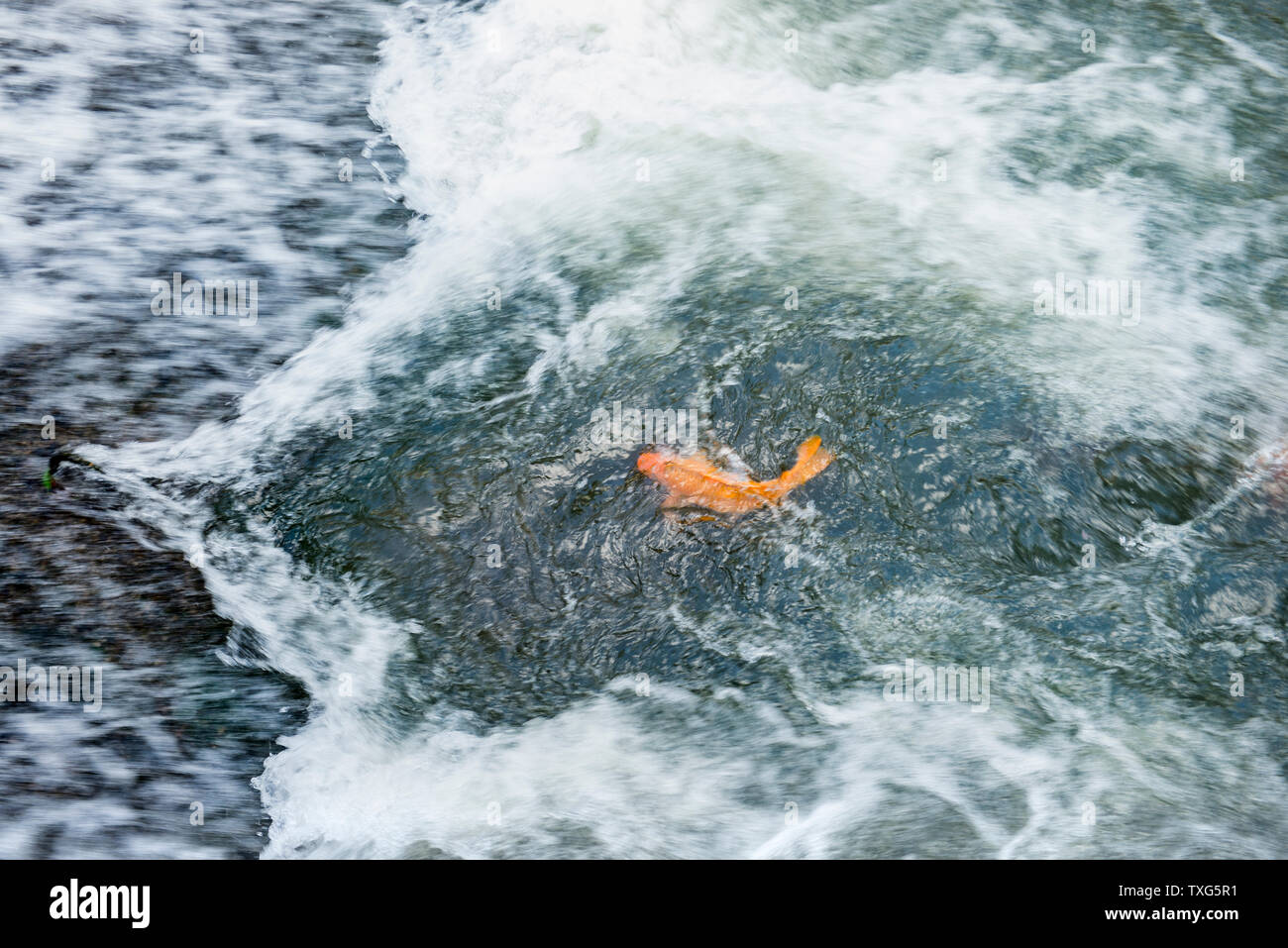 Carp play the waves, in a stream, there is a dam, blocking the way up, and a group of carp try to head upstream against the waves that rush down. Stock Photo
