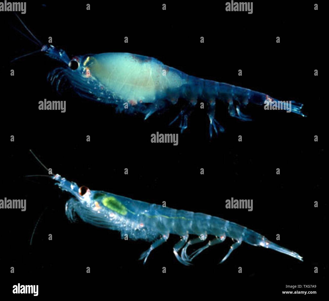 Krill, small crustacea of the zooplankton which feed on phytoplankton, and which form diet of species high up the food chain such as fish, whales , penguins, seals and squid Stock Photo