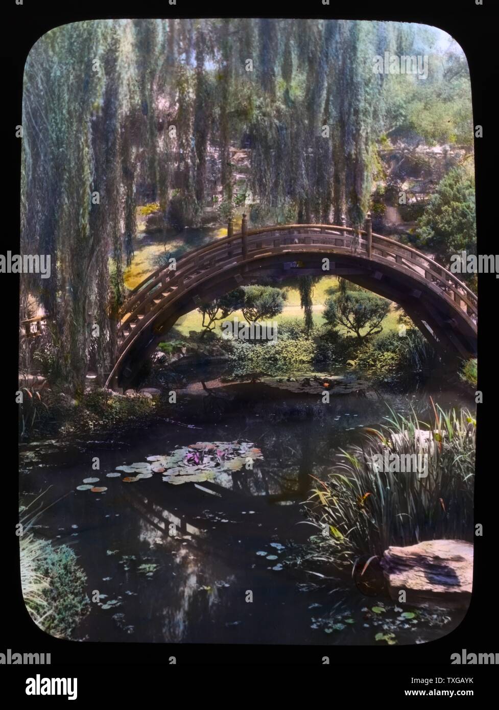 Glass lantern slide, (hand-coloured) of the Drum bridge in the Japanese garden at Henry Edwards Huntington house, San Marino, California. Photographed in 1923 by Frances Benjamin Johnston, 1864-1952 Stock Photo