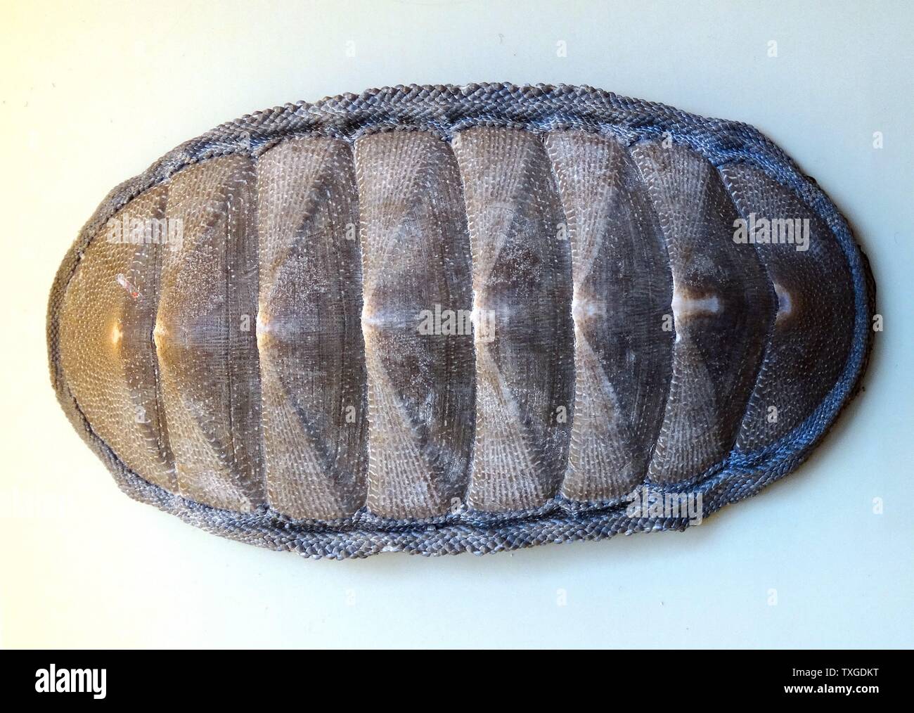 Chiton Magnificus, species of edible chiton, a marine polyplacophoran mollusk in the family Chitonidae, the typical chitons. Chile. Dated 1827 Stock Photo