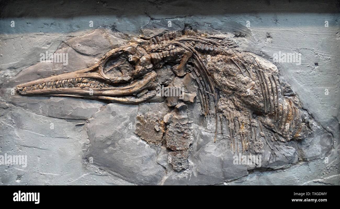 Ichthyosaurus (Conybeare) genus of ichthyosaurs from the late Triassic and early Jurassic. Found in Lower Lias, Lower Jurassic, Lyme Regia, Dorset Stock Photo