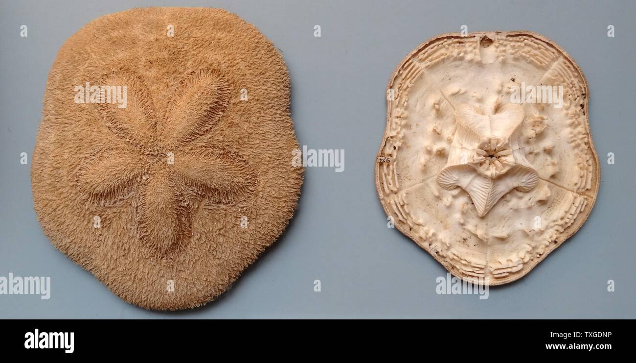 Clypeaster humilis, Cake urchins' or 'sea biscuits', is a genus of echinoderms belonging to the family Clypeasteridae. Middle East. Dated 1918 Stock Photo
