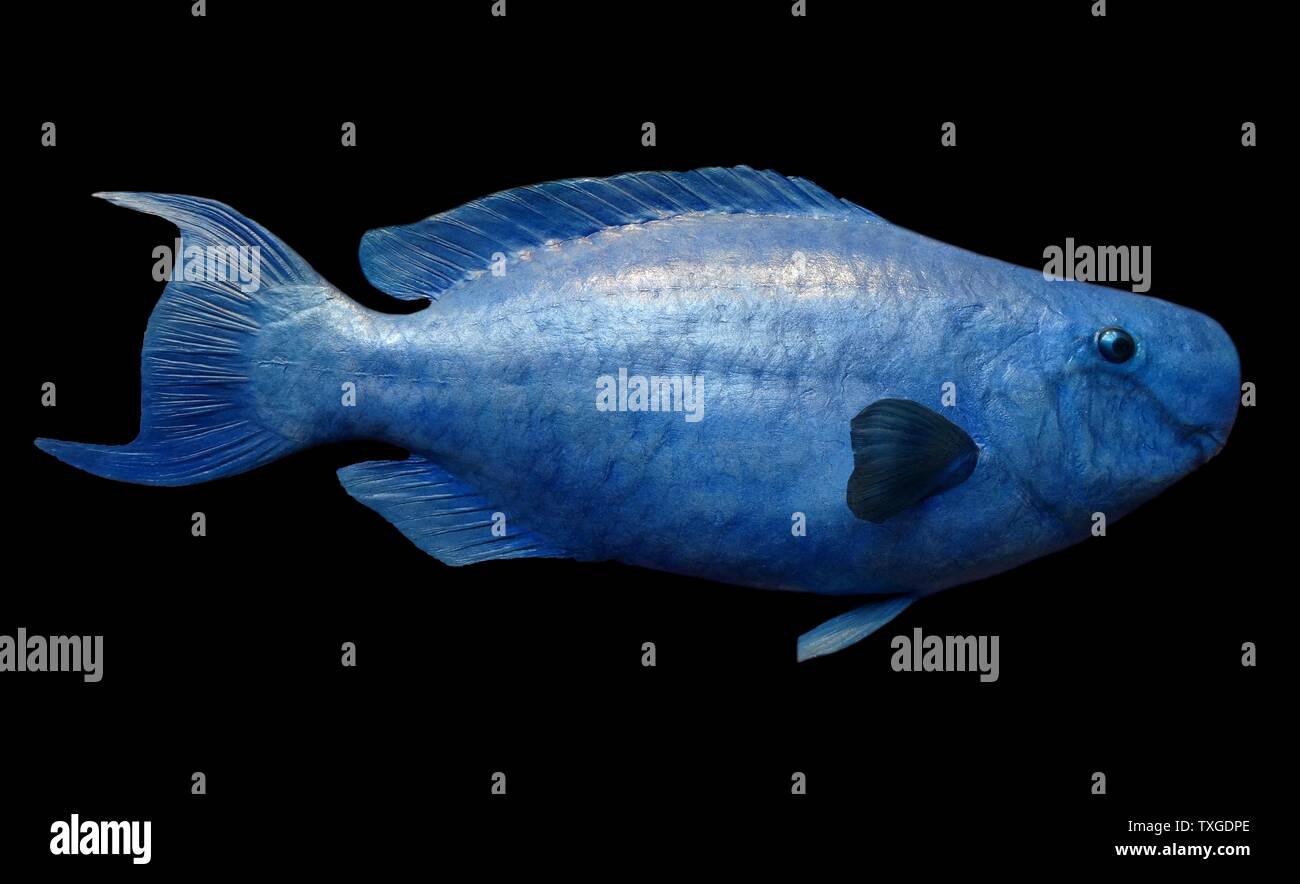 Scarus Coeruleus (Blue Parrotfish) member of the parrotfish genus Scarus. Dated 1786 Stock Photo