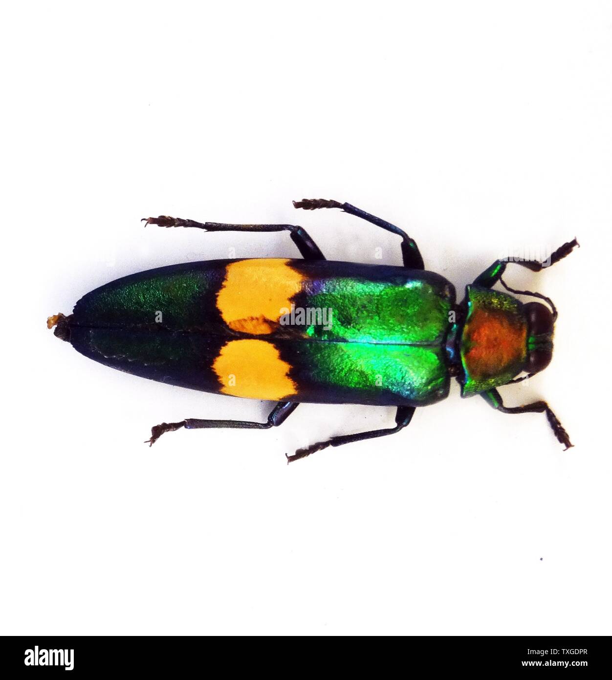 chrysochroa saundersii (Jewel Beetle) genus of metallic wood-boring beetles. Dated 1866 Stock Photo