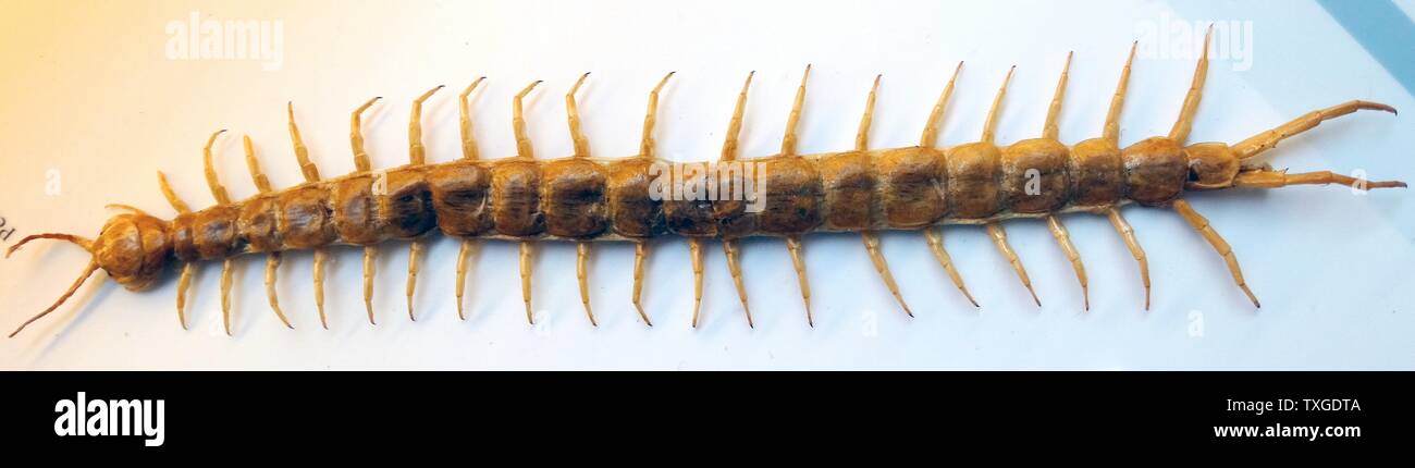 morsitans (Giant Tanzanian blue ringleg or red-headed centipede, is a species of in the family Scolopendridae. Dated 1758 Stock Photo Alamy