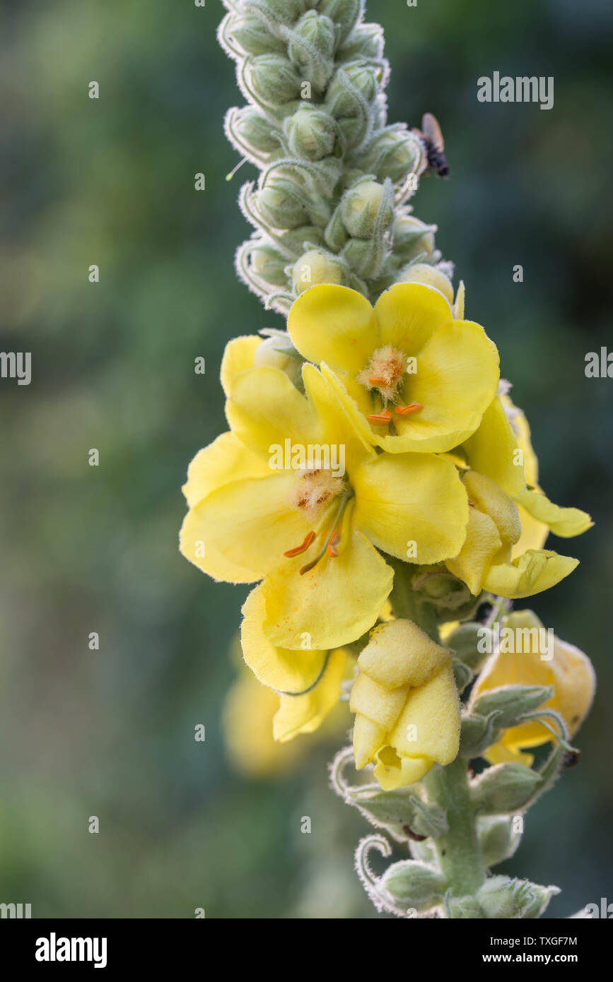 mullein, velvet plant yellow flowers closeup Stock Photo