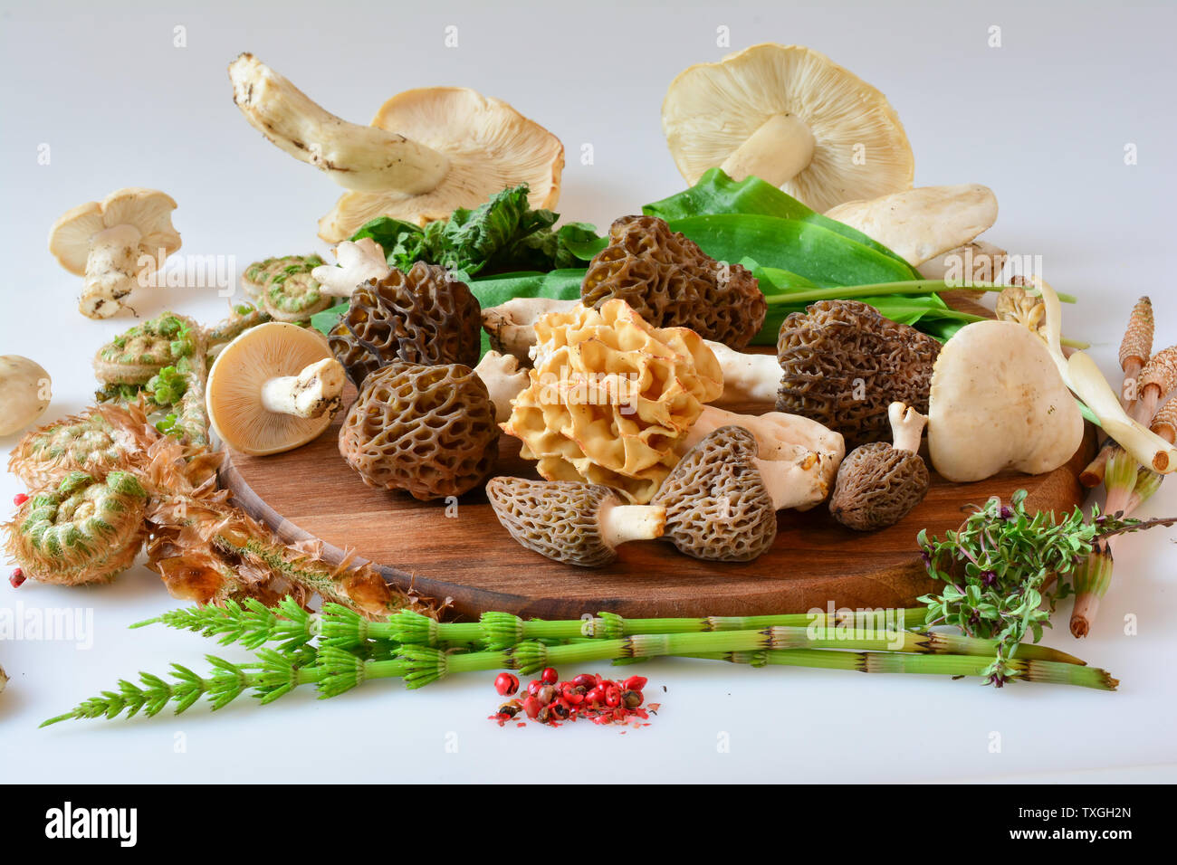 Horsetail fern hires stock photography and images Alamy