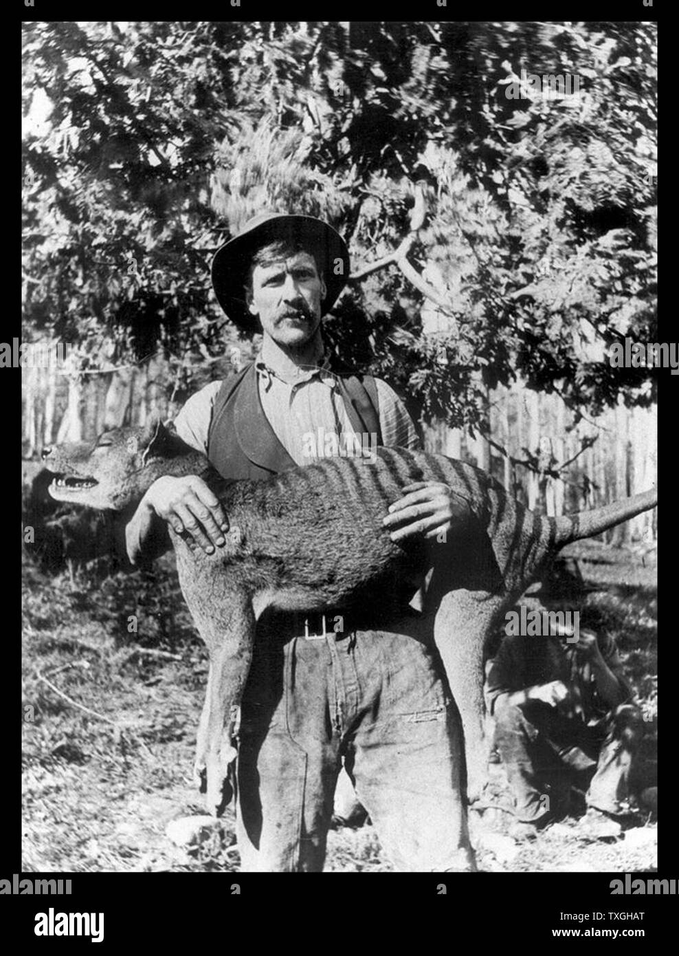 Tasmanian Tiger Id Card Office