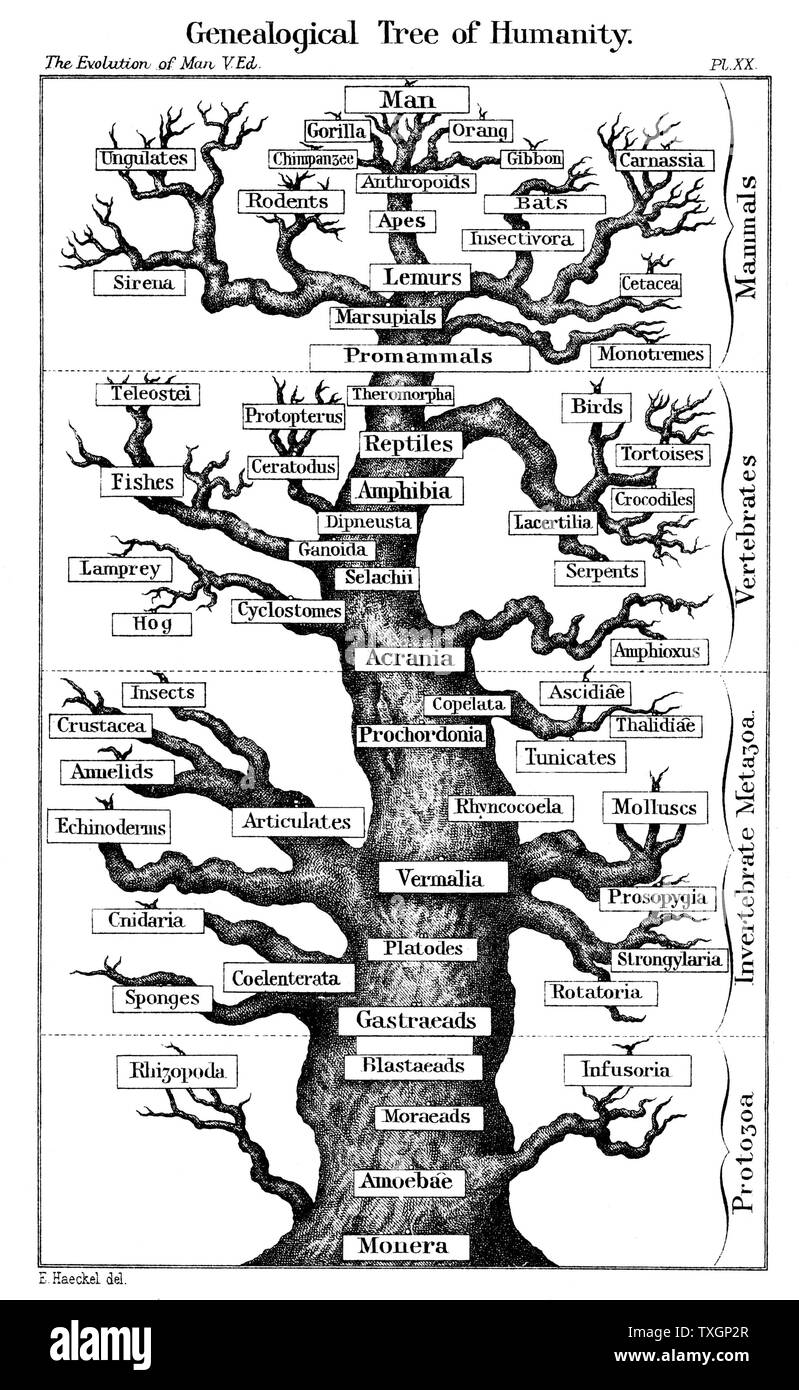 Haeckel's scheme of  evolution displayed in the form of a tree. From Ernst Haeckel 'The Evolution of Man' fifth edition 1910 London Stock Photo