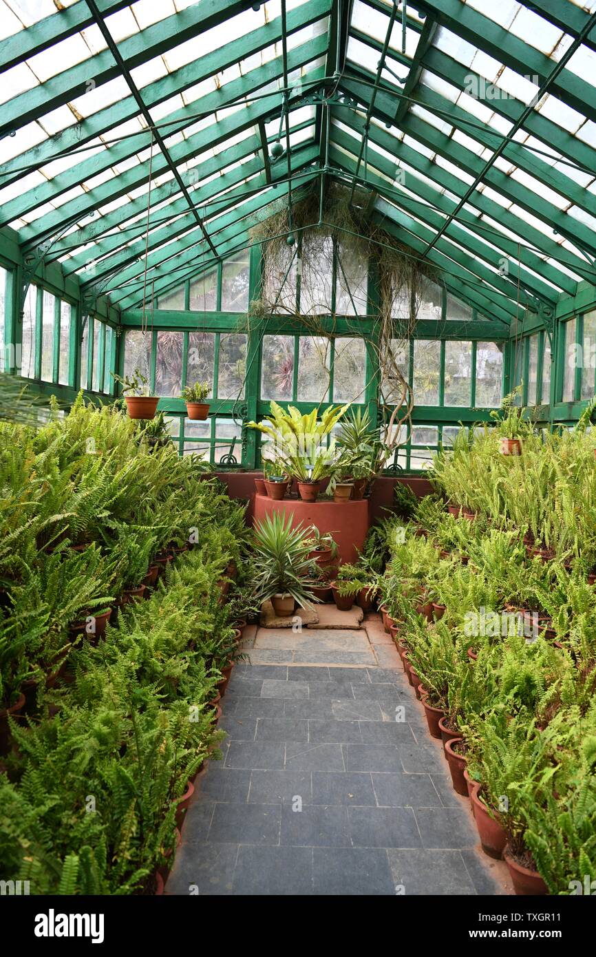 The Fern House at the Government Botanical Gardens, Ooty