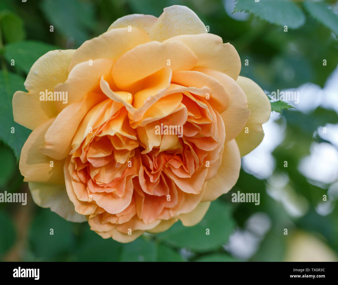 Blooming yellow rose in the garden on a sunny day. David Austin Rose Golden Celebration Stock Photo